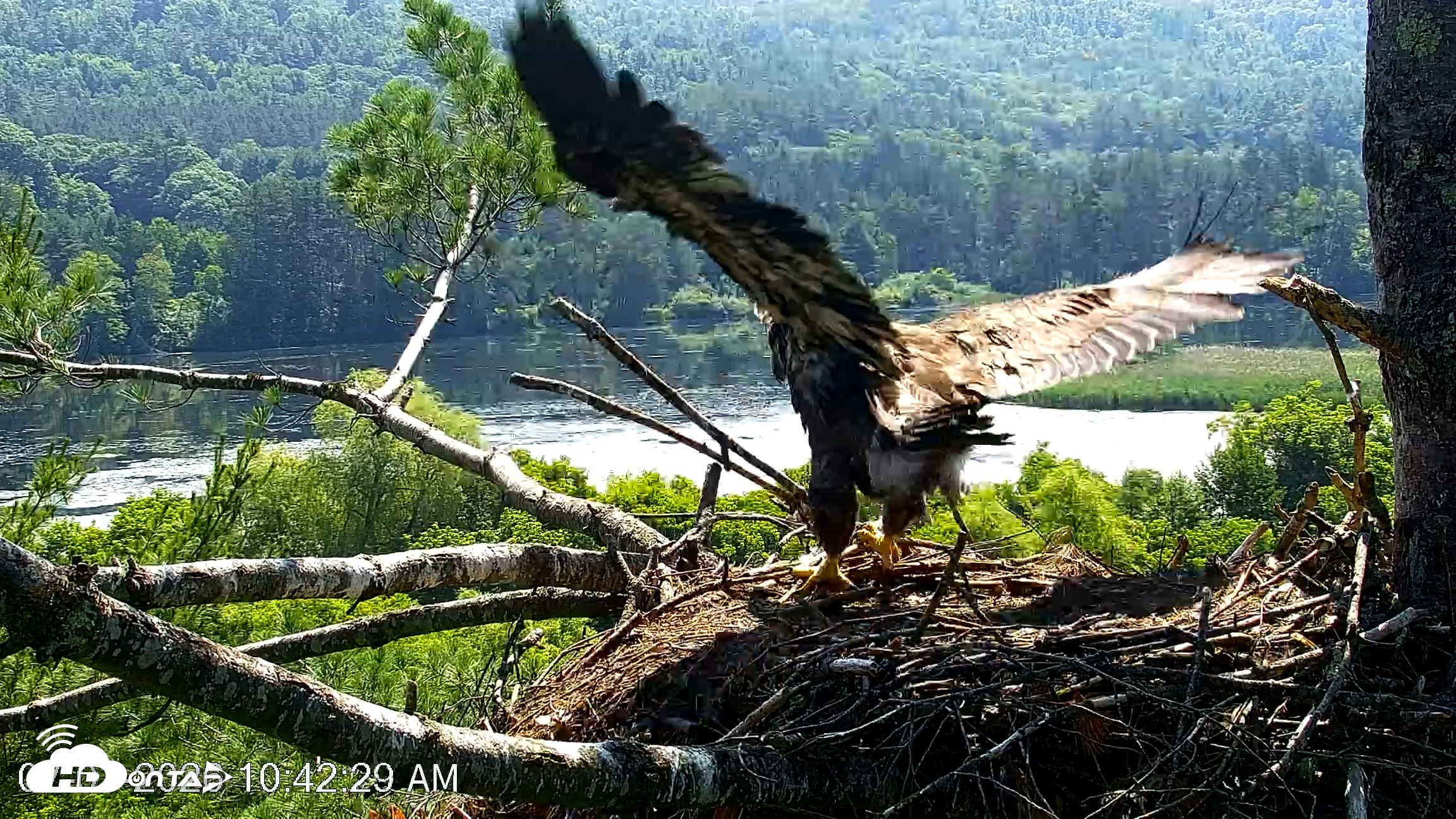 Snapshot of VINS Bald Eagles Nest Live Cams taken Jul 1, 2026, 10:45am EDT