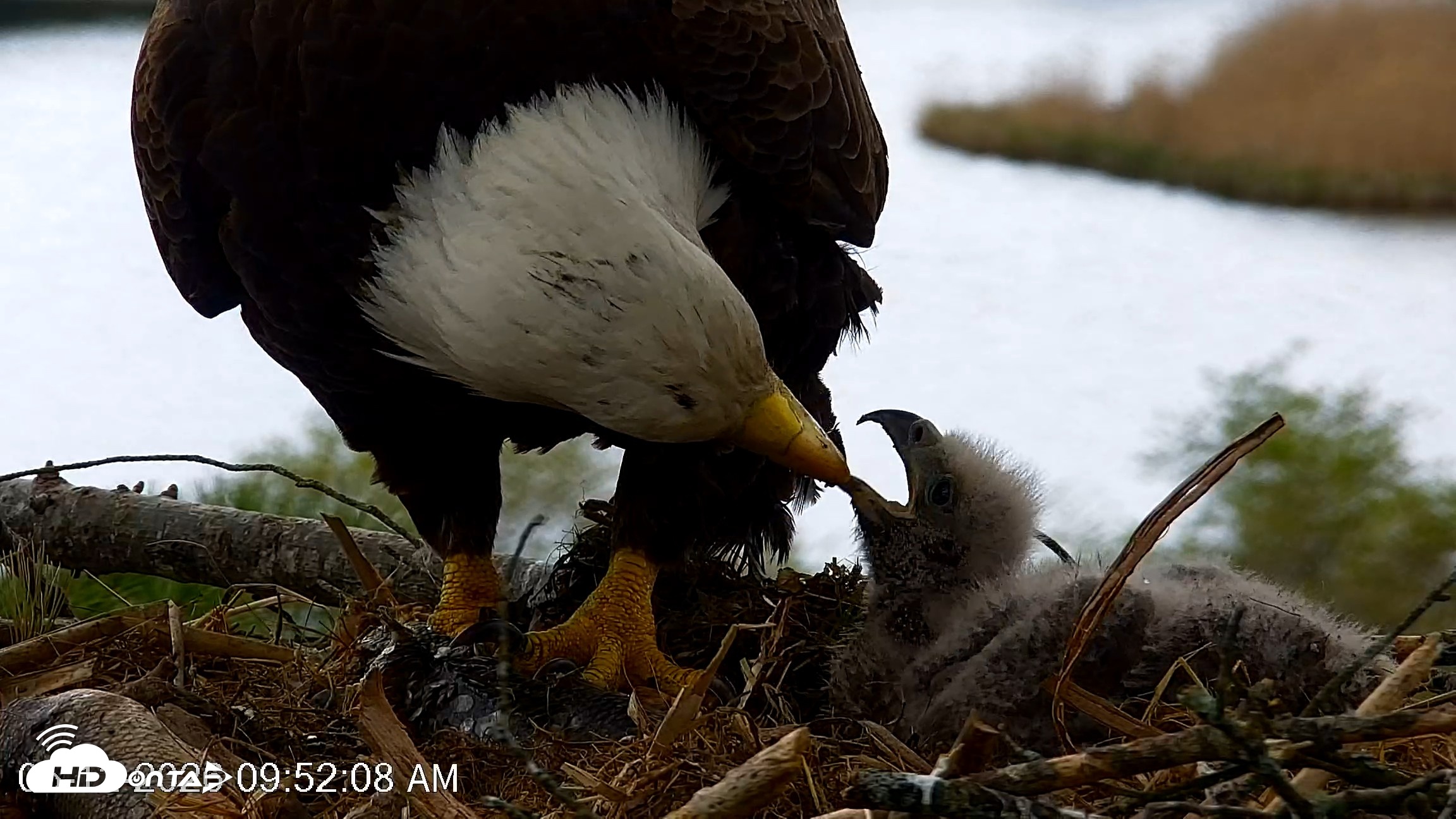 Snapshot of VINS Bald Eagles Nest Live Cams taken May 12, 2026, 9:52am EDT