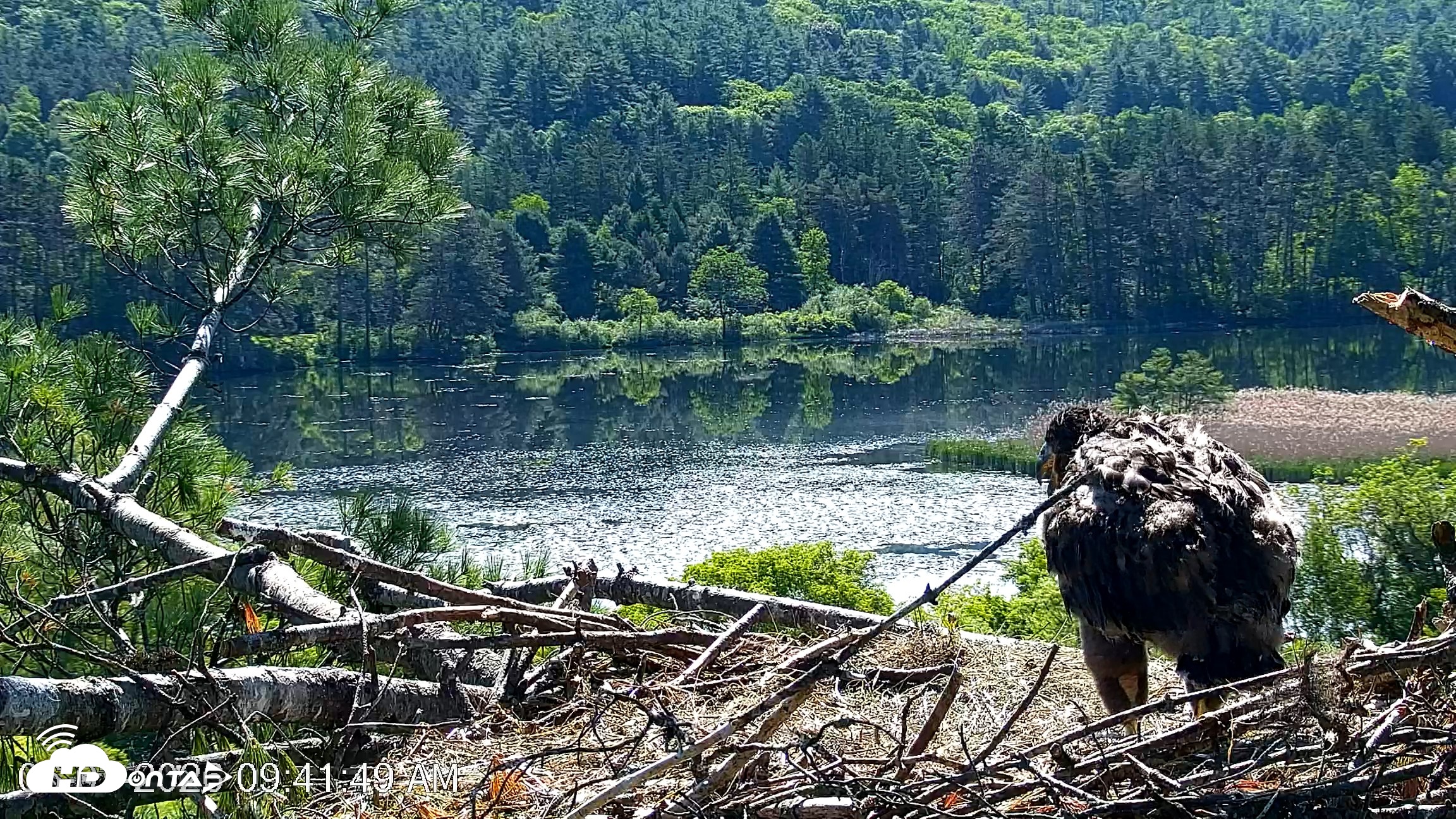 Snapshot of VINS Bald Eagles Nest Live Cams taken Jun 3, 2026, 9:42am EDT