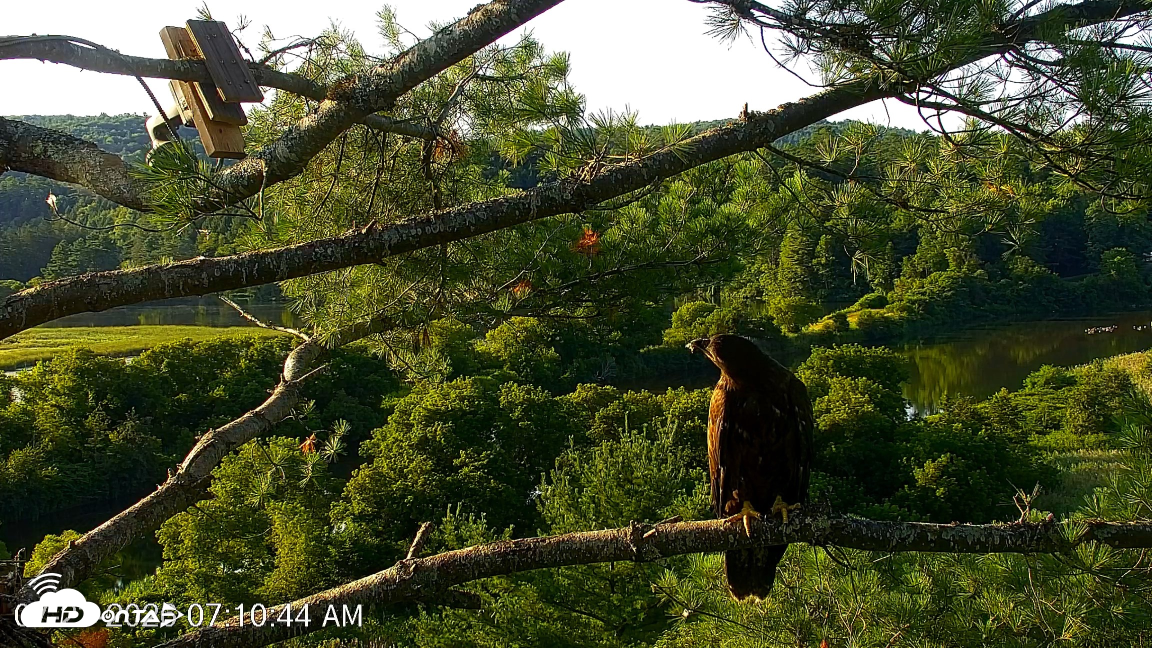Snapshot of VINS Bald Eagles Nest Live Cams taken Jul 23, 2026, 7:11am EDT
