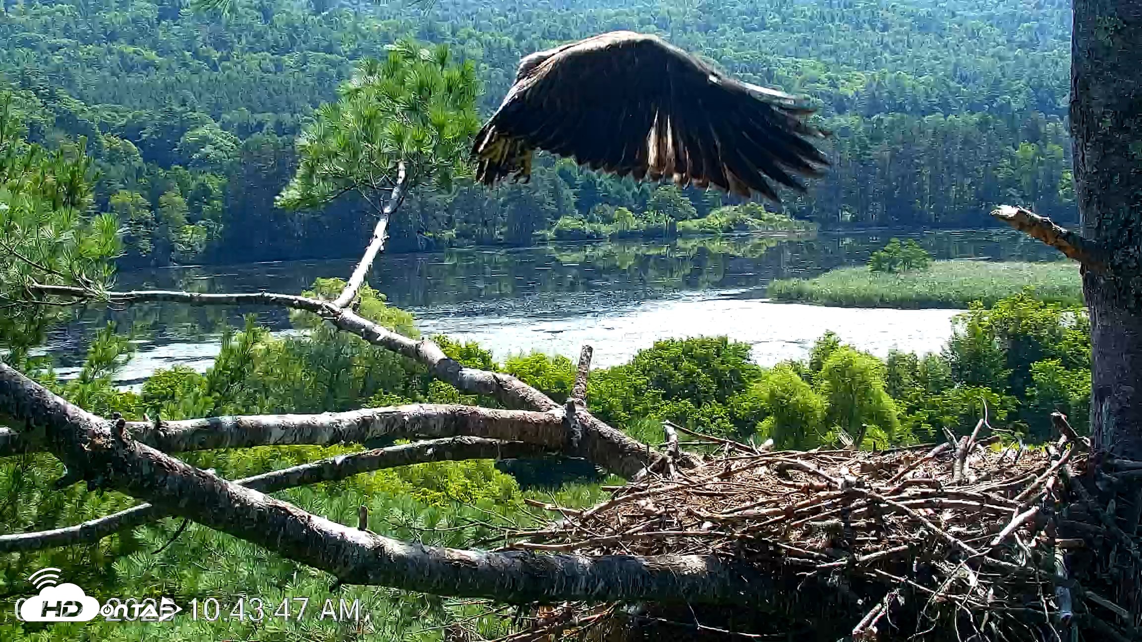 Snapshot of VINS Bald Eagles Nest Live Cams taken Jul 24, 2026, 10:44am EDT