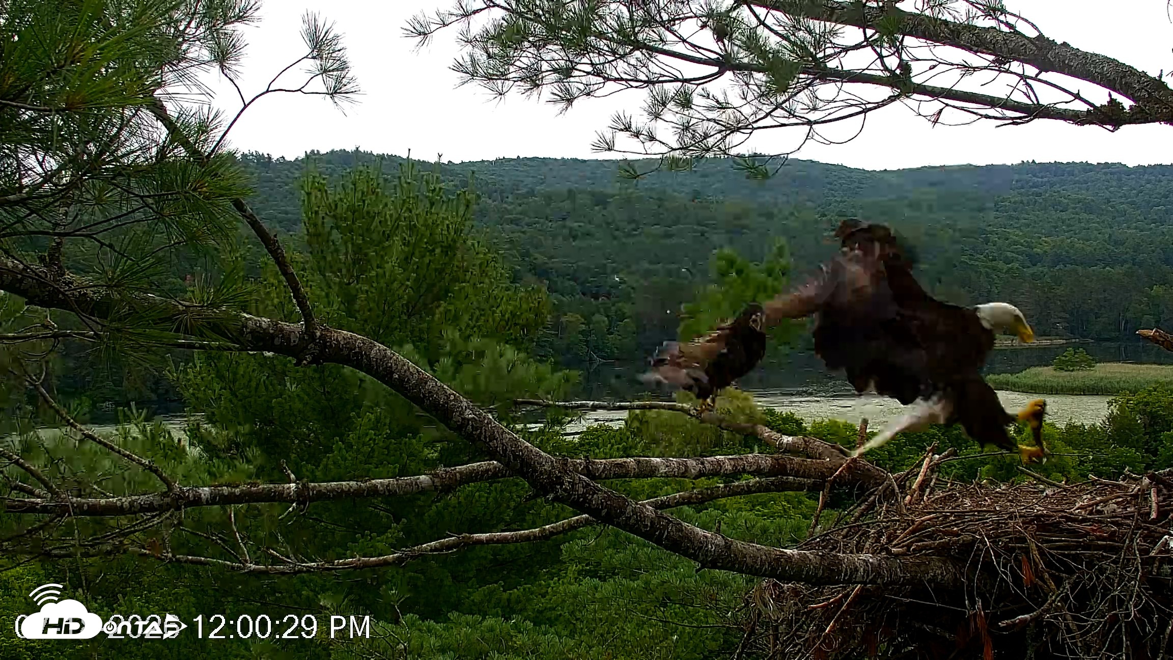 Snapshot of VINS Bald Eagles Nest Live Cams taken Jul 18, 2026, 12:11pm EDT