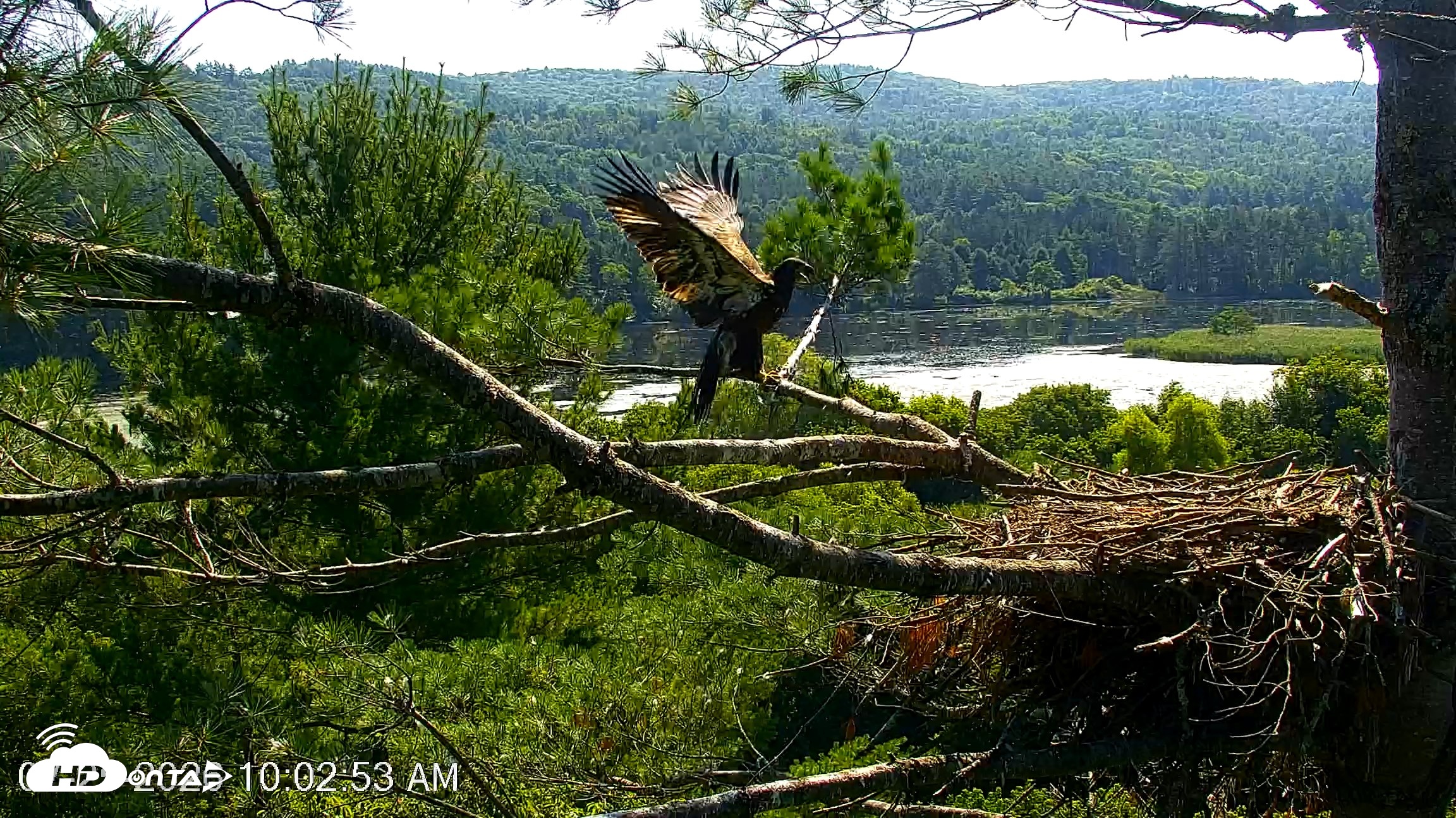 Snapshot of VINS Bald Eagles Nest Live Cams taken Jul 25, 2026, 10:06am EDT