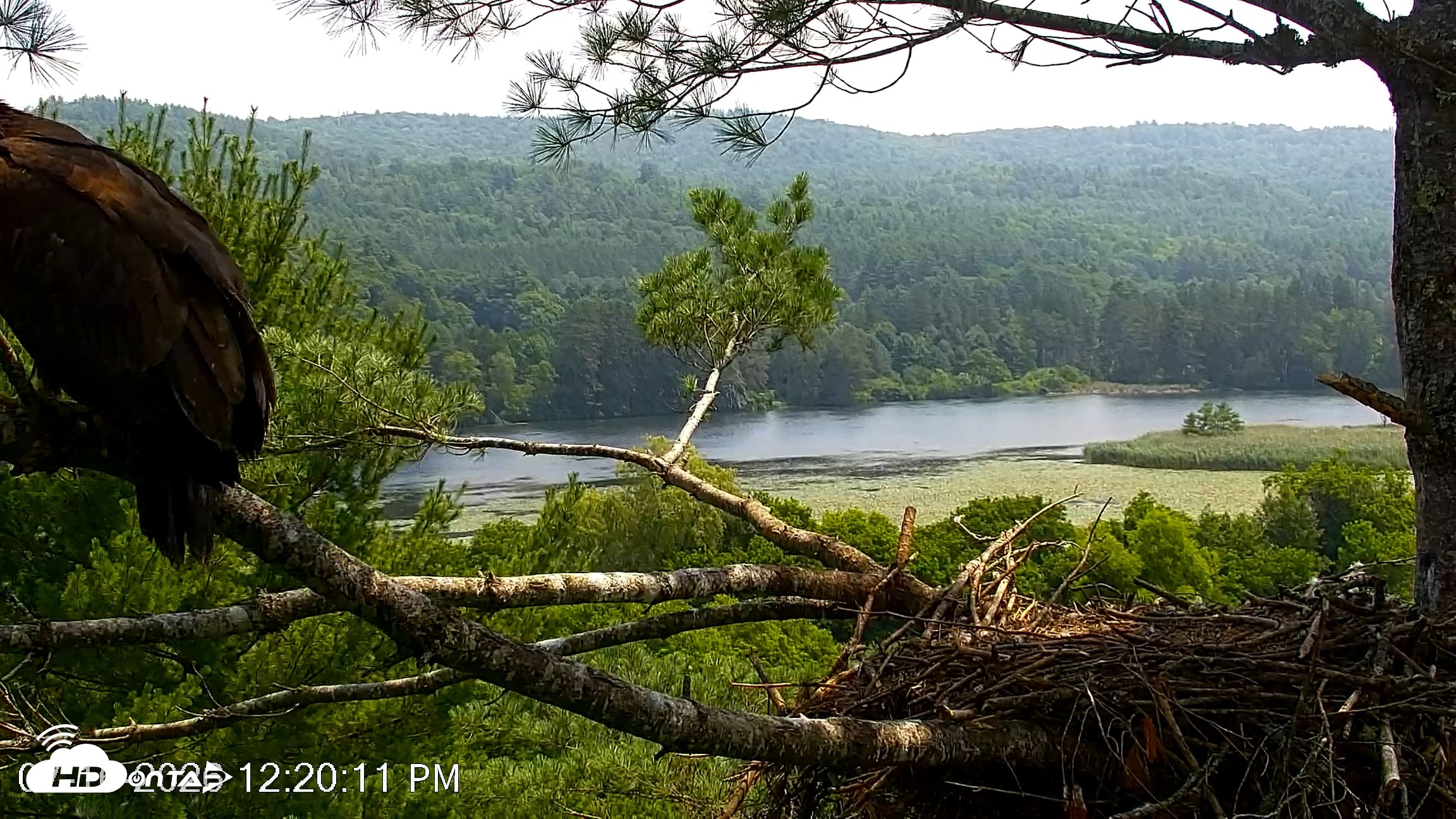 Snapshot of VINS Bald Eagles Nest Live Cams taken Jul 16, 2026, 12:21pm EDT