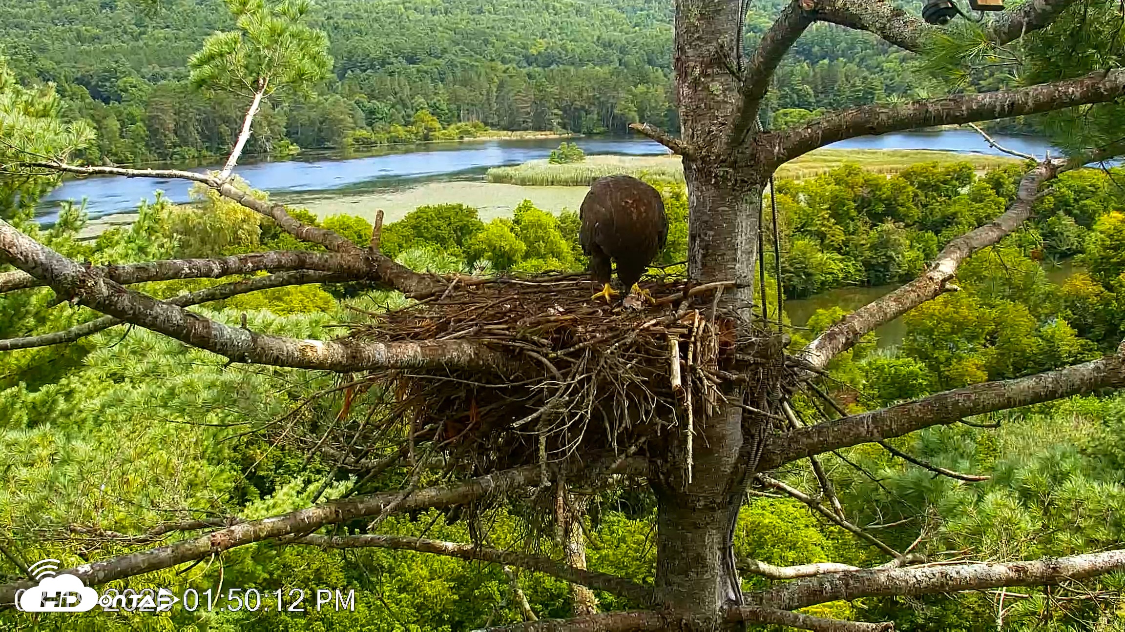 Snapshot of VINS Bald Eagles Nest Live Cams taken Aug 19, 2026, 1:51pm EDT