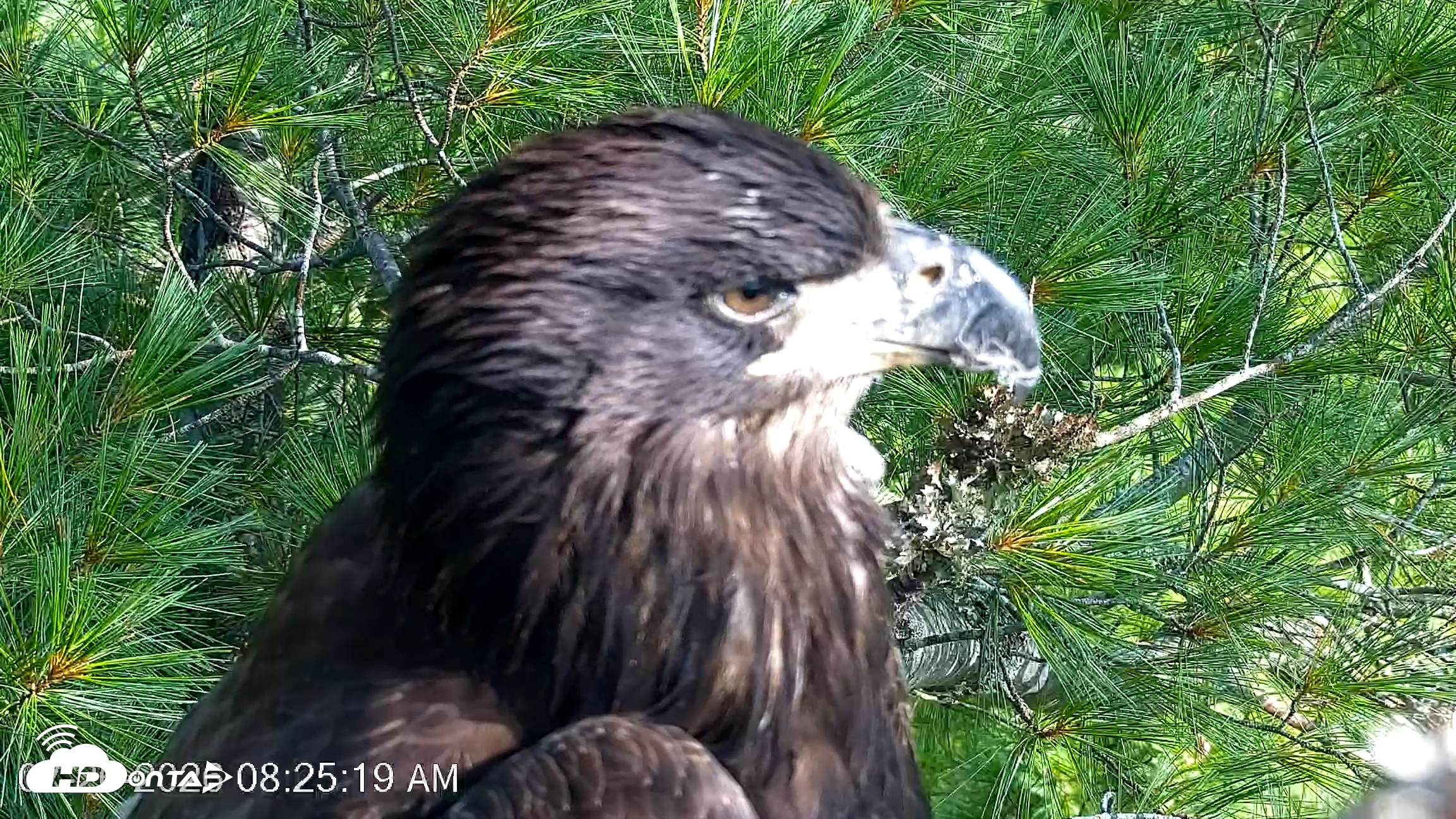 Snapshot of VINS Bald Eagles Nest Live Cams taken Jul 26, 2026, 8:26am EDT