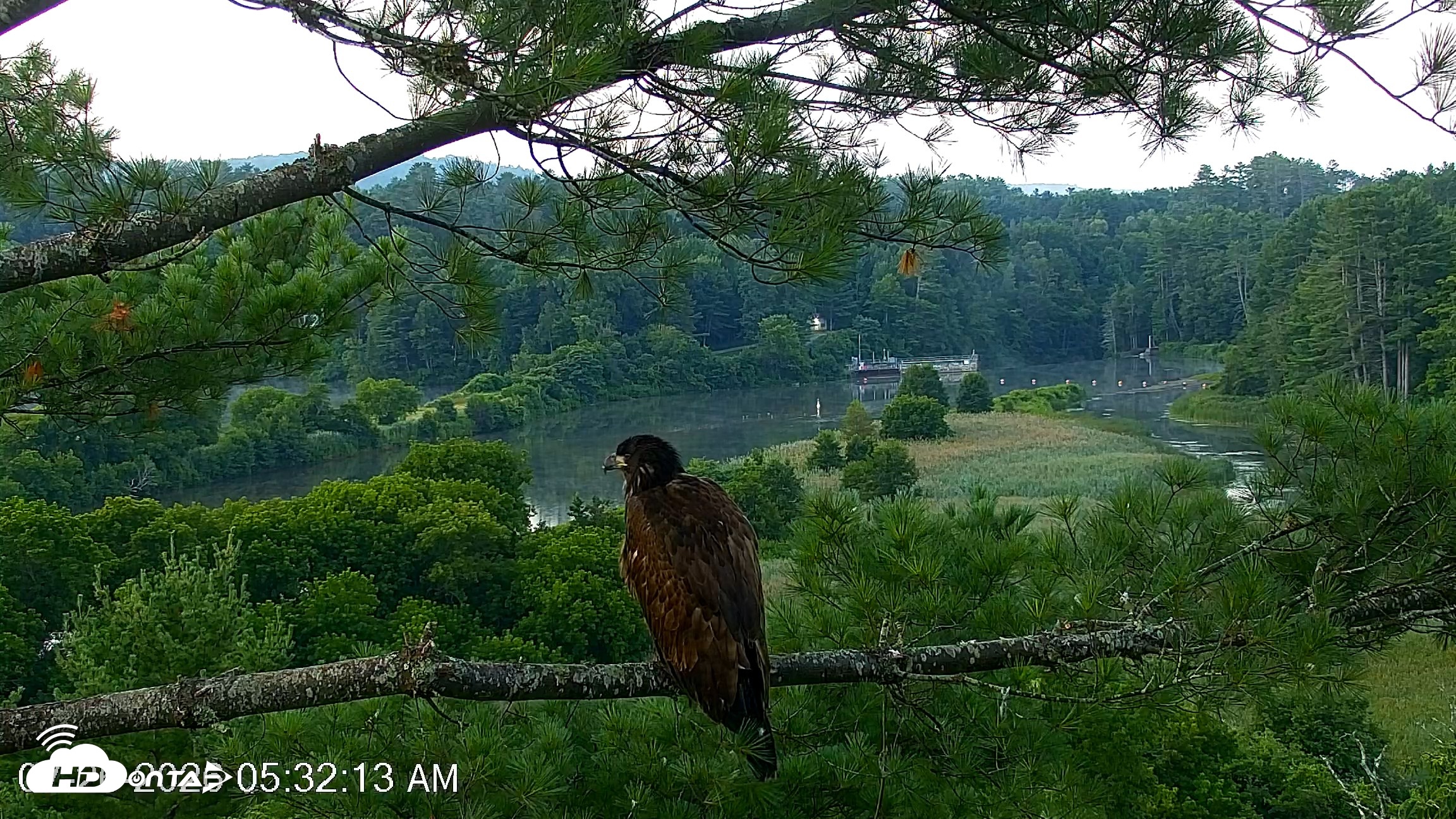 Snapshot of VINS Bald Eagles Nest Live Cams taken Jul 26, 2026, 5:33am EDT
