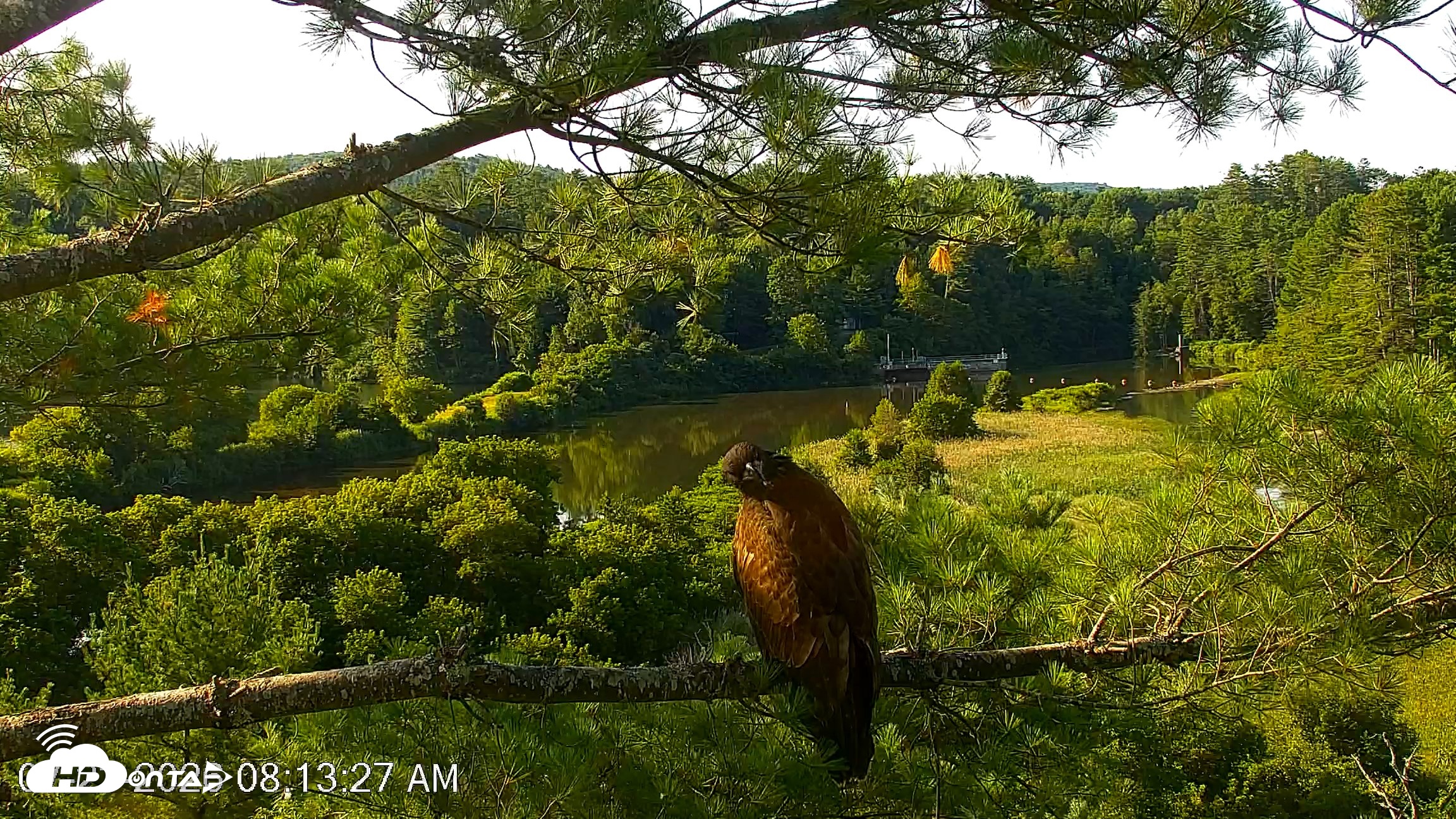 Snapshot of VINS Bald Eagles Nest Live Cams taken Jul 23, 2026, 8:14am EDT