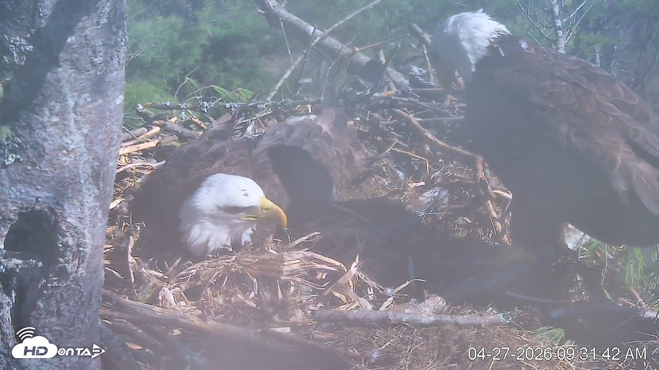 Snapshot of VINS Bald Eagles Nest Live Cams taken Apr 27, 2026, 9:32am EDT