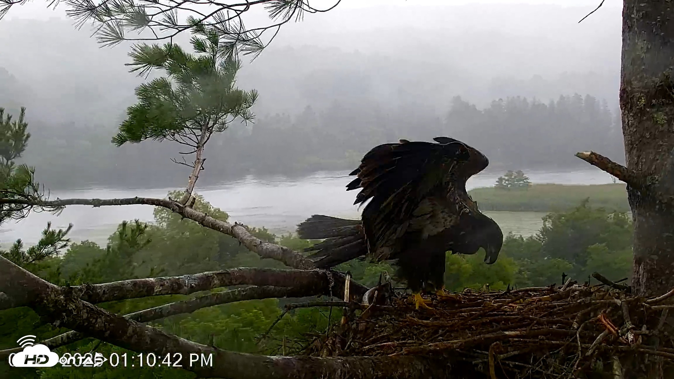 Snapshot of VINS Bald Eagles Nest Live Cams taken Jul 21, 2026, 1:12pm EDT