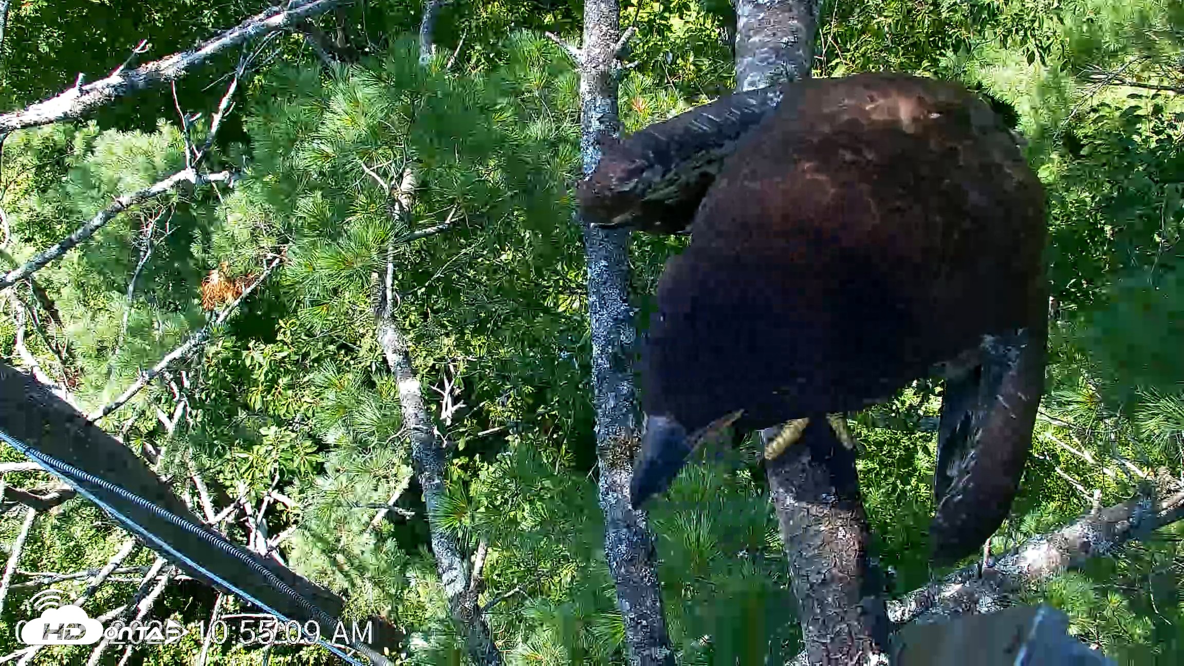 Snapshot of VINS Bald Eagles Nest Live Cams taken Jul 27, 2026, 10:55am EDT