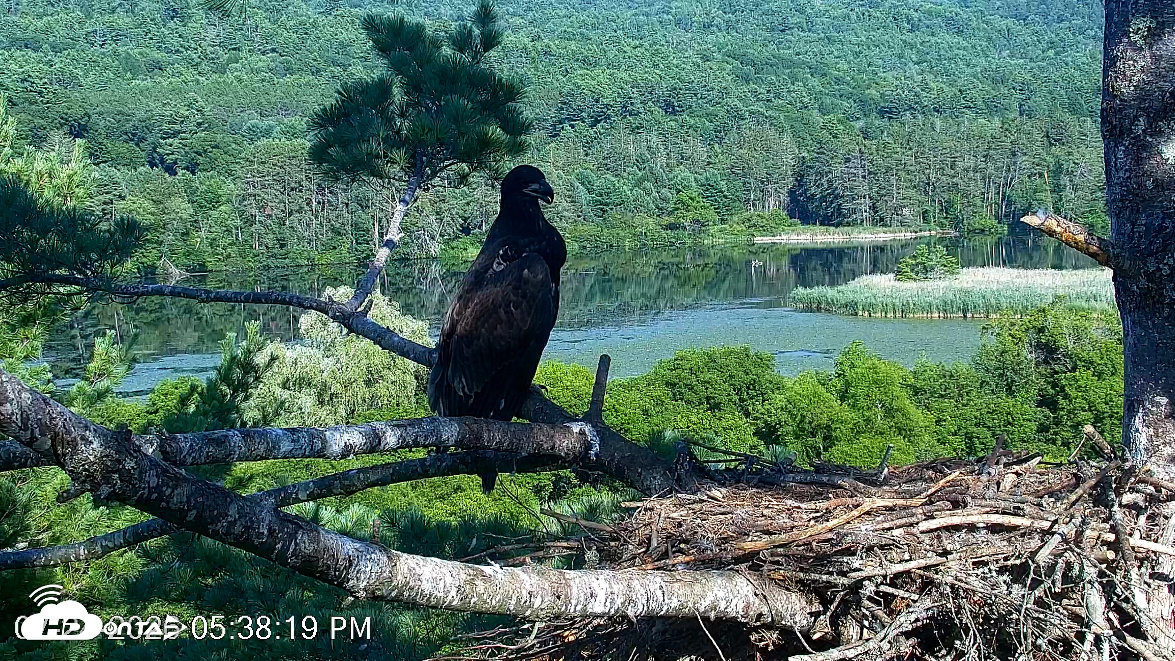 Snapshot of VINS Bald Eagles Nest Live Cams taken Jul 24, 2026, 5:39pm EDT