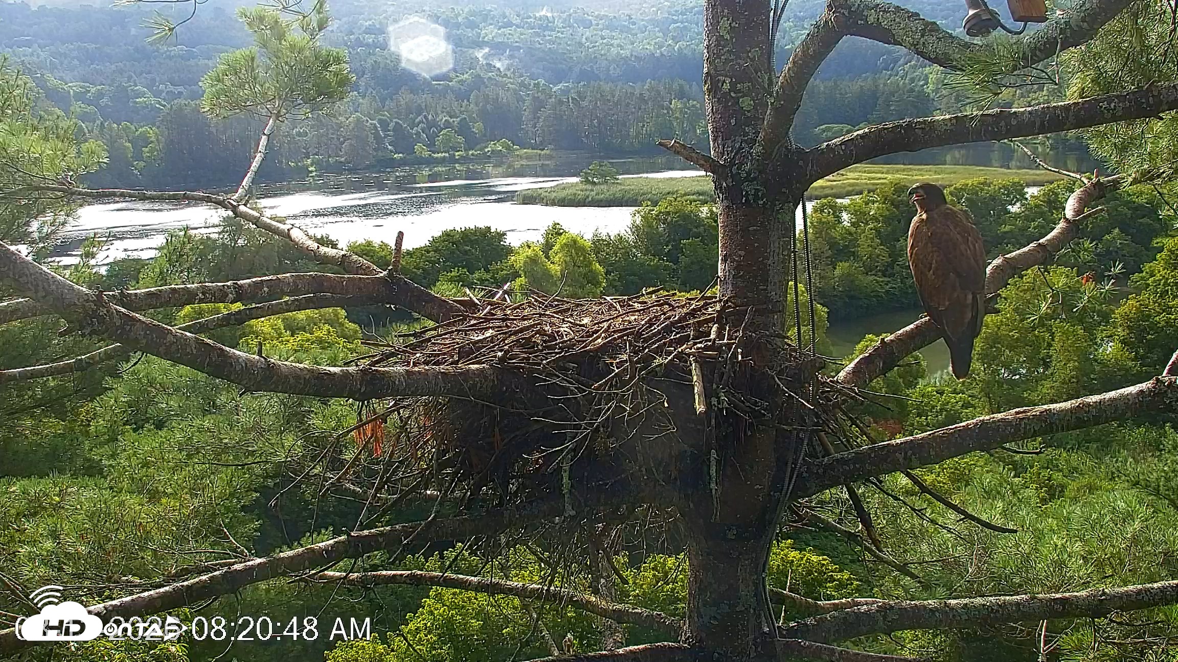 Snapshot of VINS Bald Eagles Nest Live Cams taken Aug 13, 2026, 8:21am EDT