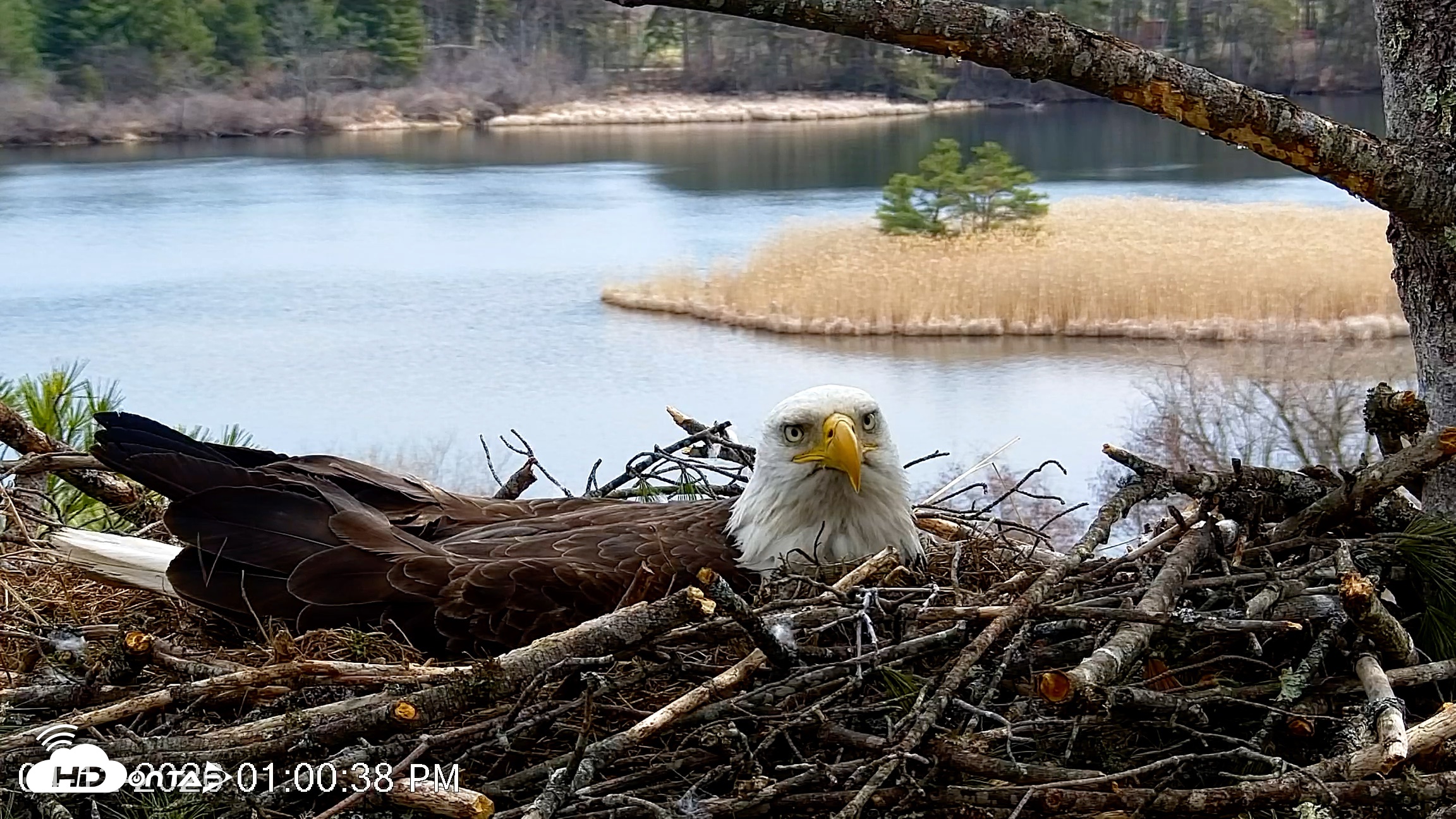Snapshot of VINS Bald Eagles Nest Live Cams taken Apr 12, 2026, 1:02pm EDT