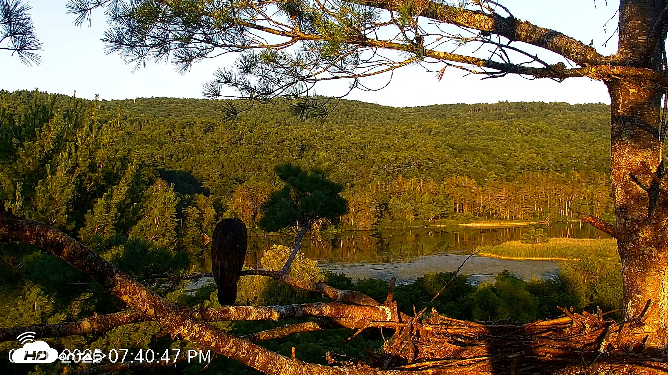 Snapshot of VINS Bald Eagles Nest Live Cams taken Jul 20, 2026, 7:41pm EDT