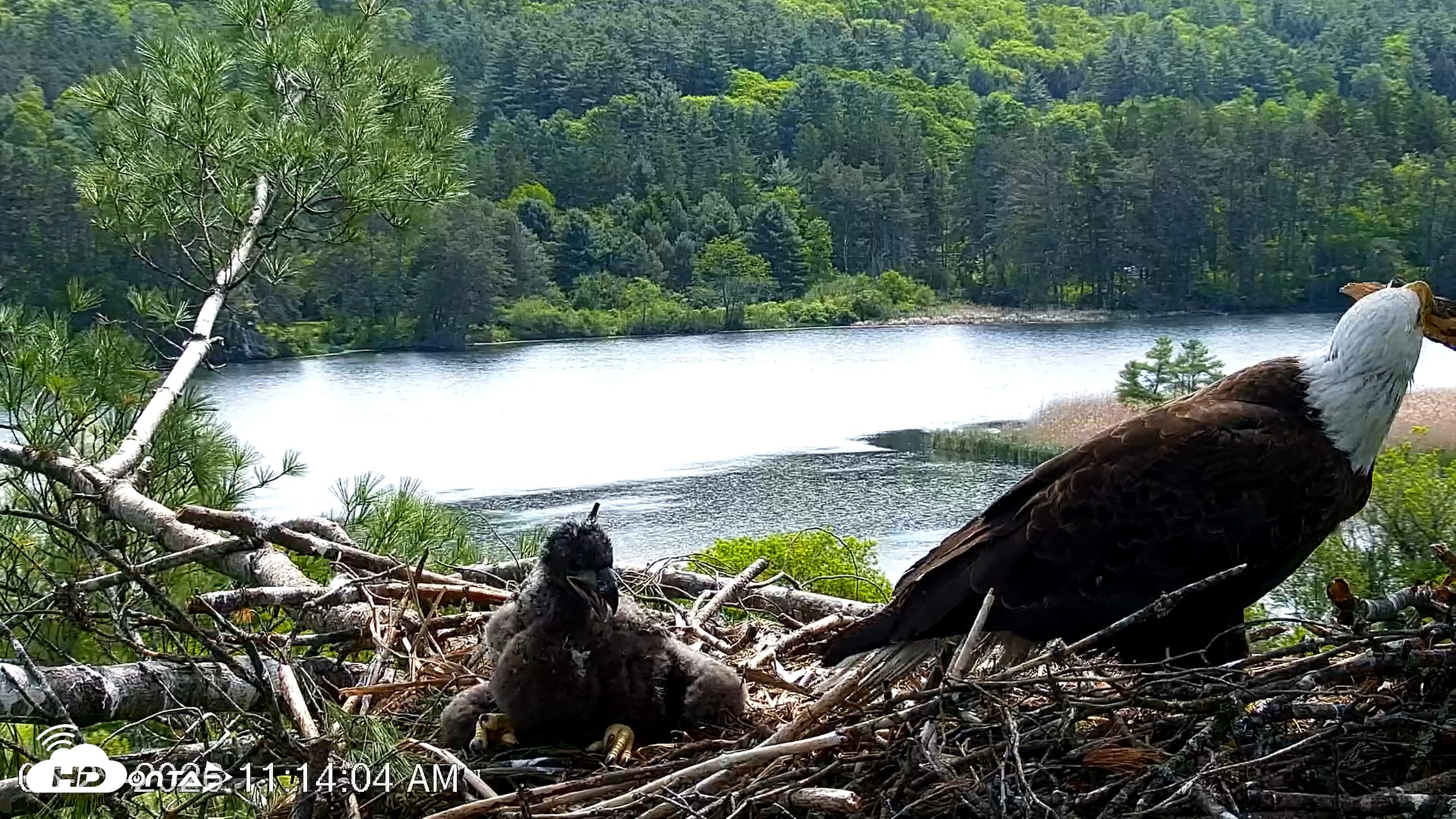 Snapshot of VINS Bald Eagles Nest Live Cams taken May 27, 2026, 11:14am EDT