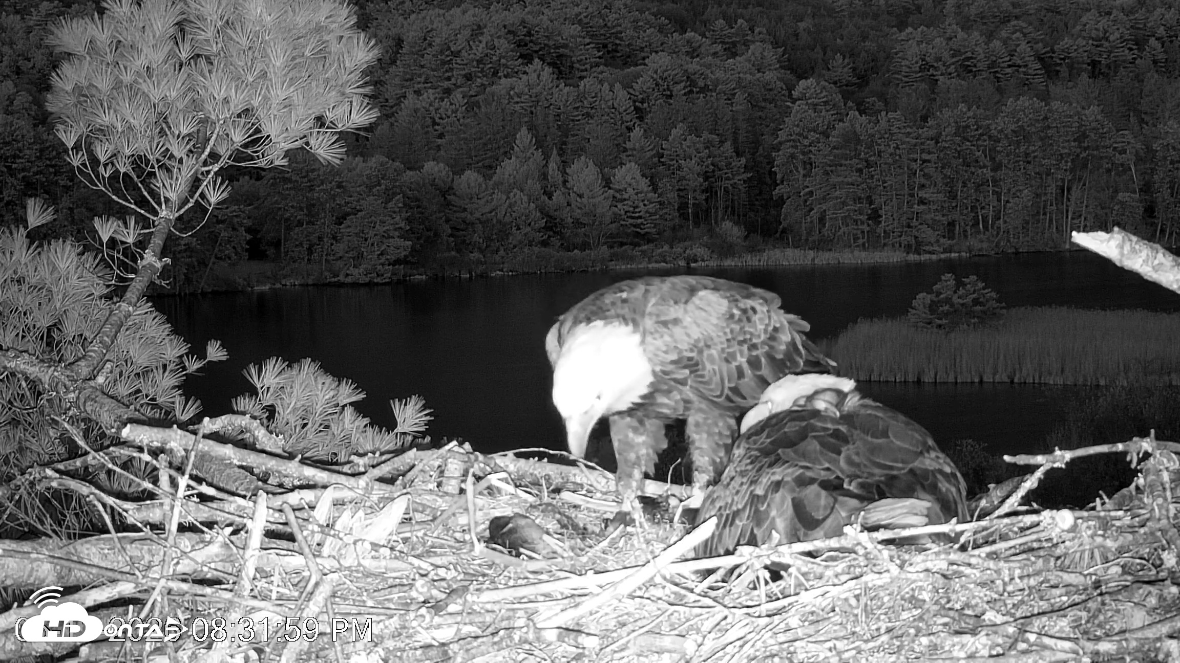 Snapshot of VINS Bald Eagles Nest Live Cams taken May 11, 2026, 8:32pm EDT