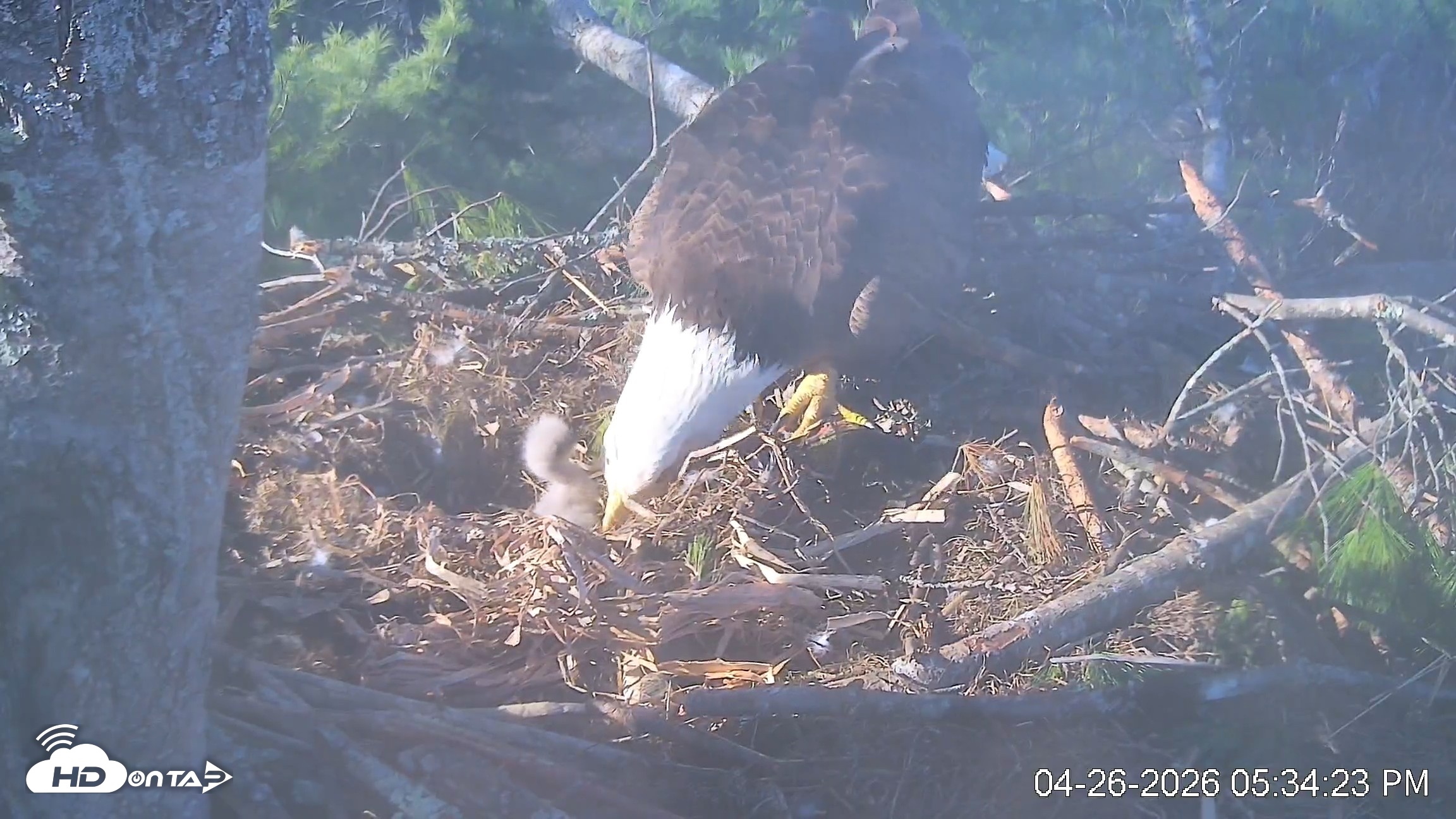 Snapshot of VINS Bald Eagles Nest Live Cams taken Apr 26, 2026, 5:35pm EDT