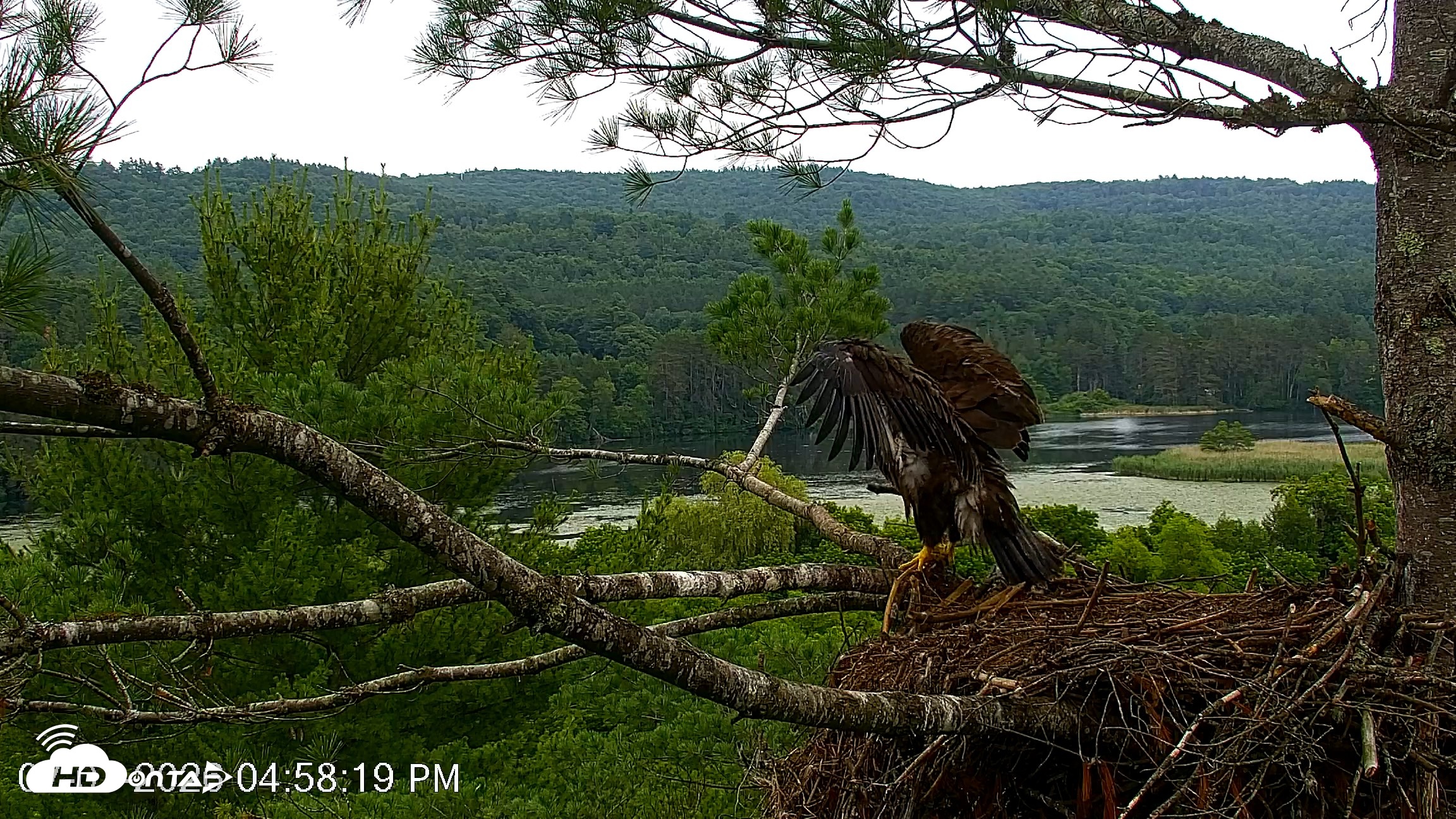 Snapshot of VINS Bald Eagles Nest Live Cams taken Jul 7, 2026, 4:59pm EDT