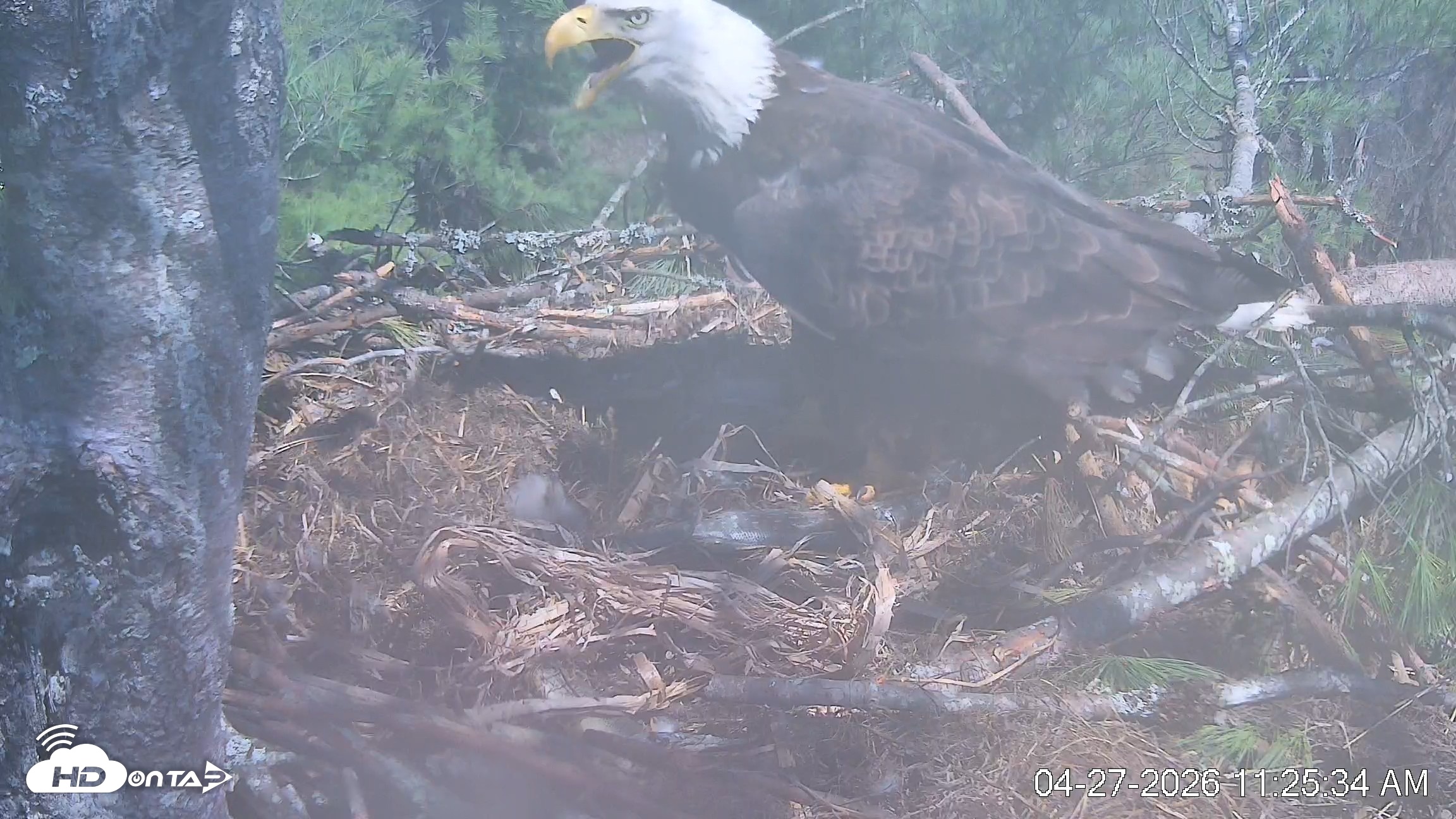 Snapshot of VINS Bald Eagles Nest Live Cams taken Apr 27, 2026, 11:26am EDT
