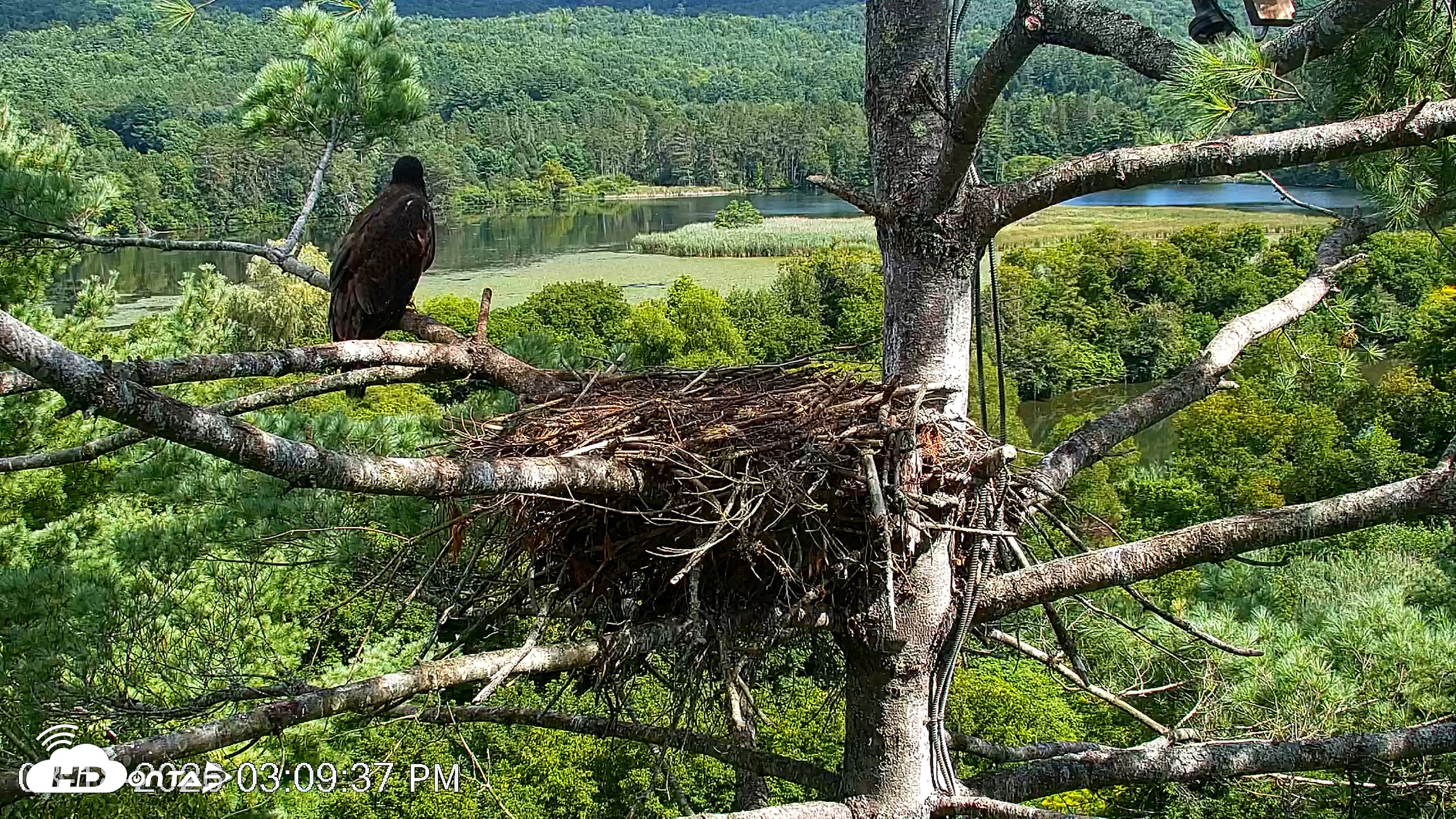 Snapshot of VINS Bald Eagles Nest Live Cams taken Aug 18, 2026, 3:10pm EDT