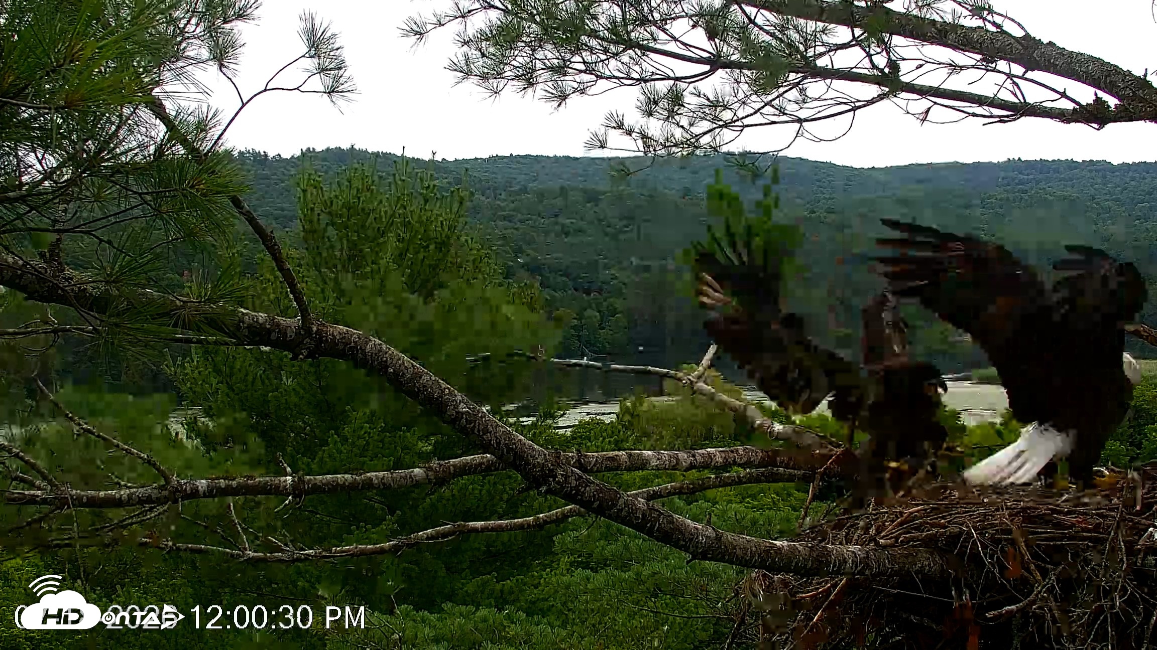 Snapshot of VINS Bald Eagles Nest Live Cams taken Jul 18, 2026, 12:11pm EDT