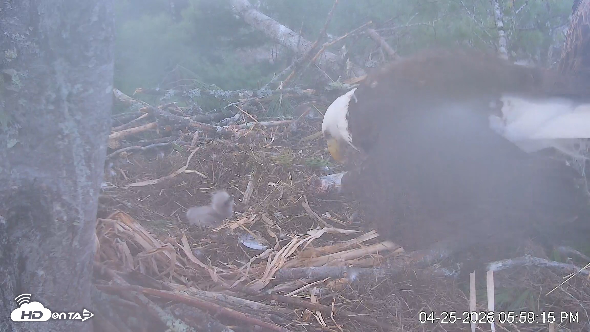 Snapshot of VINS Bald Eagles Nest Live Cams taken Apr 25, 2026, 6:00pm EDT