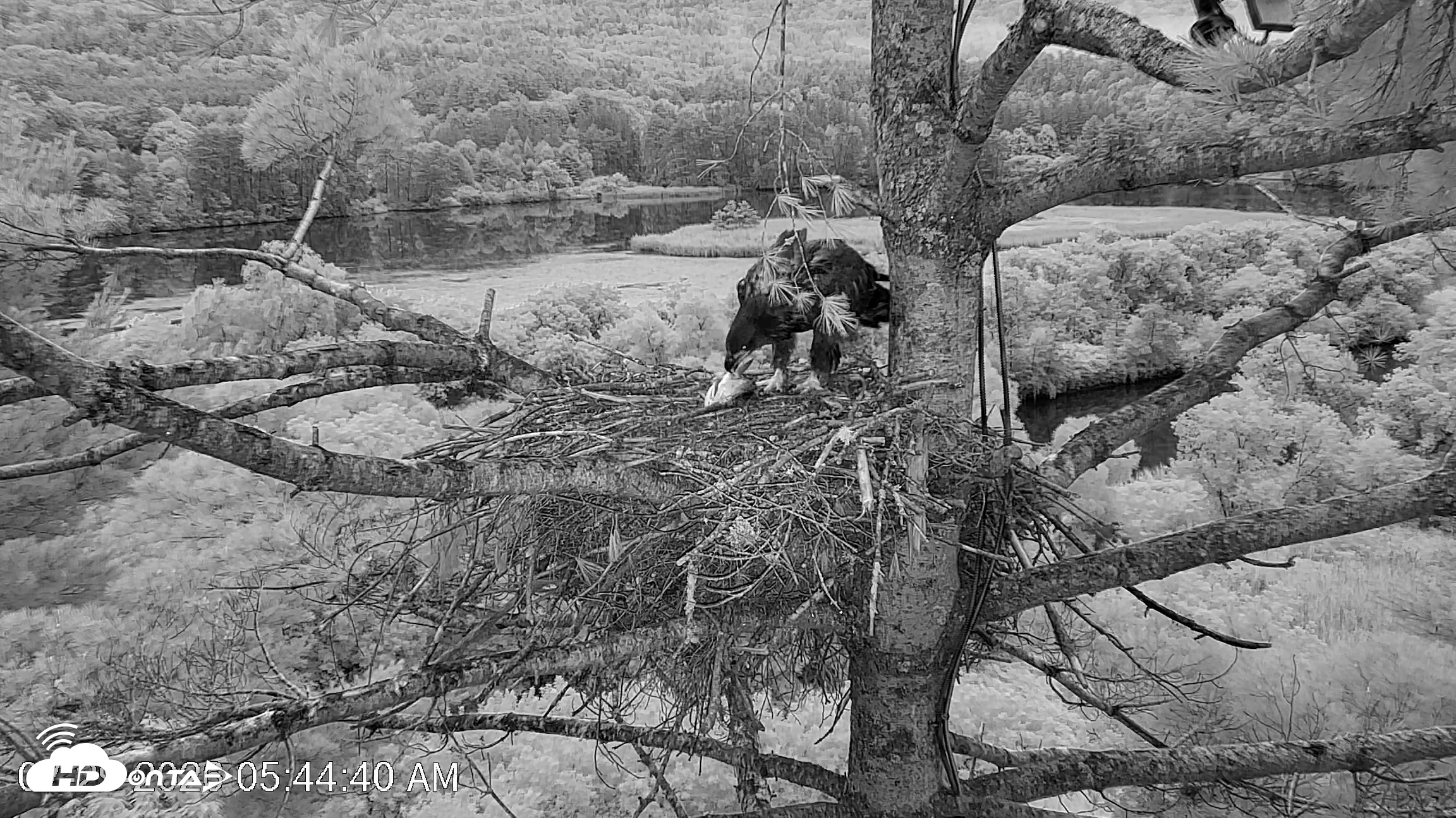 Snapshot of VINS Bald Eagles Nest Live Cams taken Jul 29, 2026, 5:45am EDT