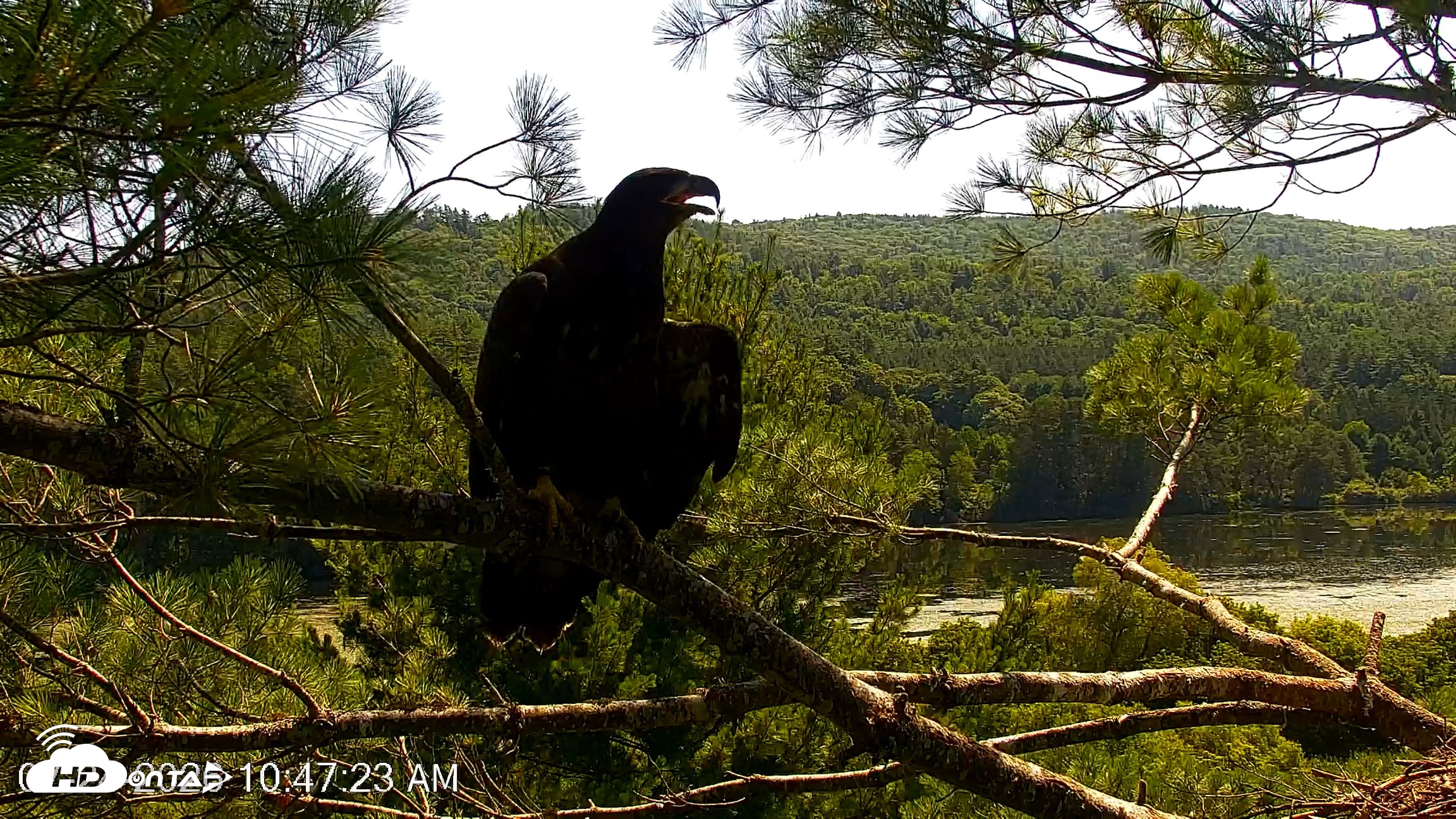 Snapshot of VINS Bald Eagles Nest Live Cams taken Jul 24, 2026, 10:48am EDT