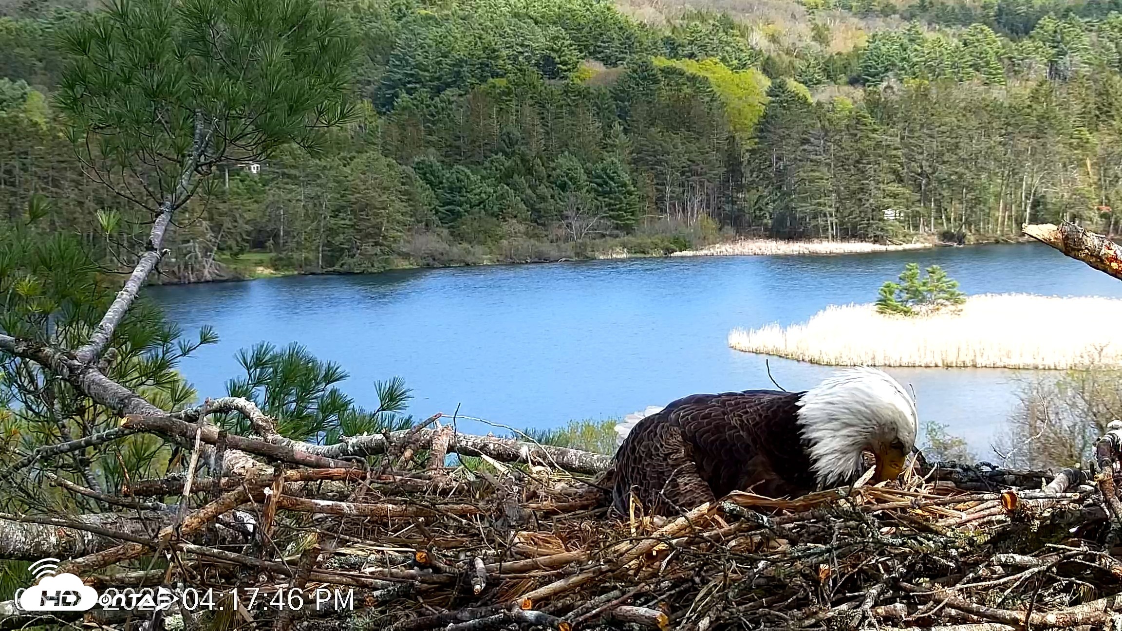 Snapshot of VINS Bald Eagles Nest Live Cams taken May 8, 2026, 4:18pm EDT
