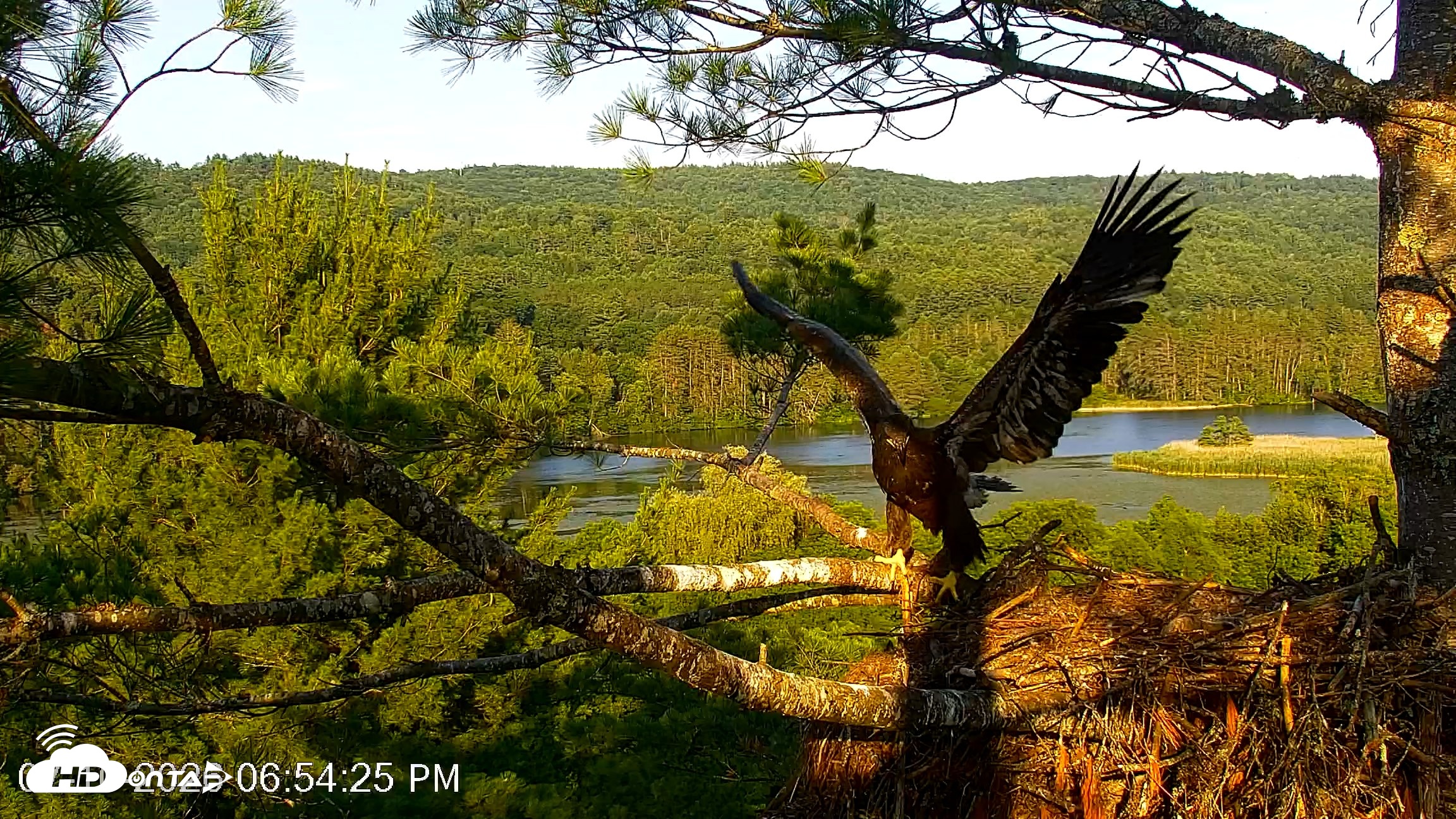 Snapshot of VINS Bald Eagles Nest Live Cams taken Jul 10, 2026, 6:55pm EDT