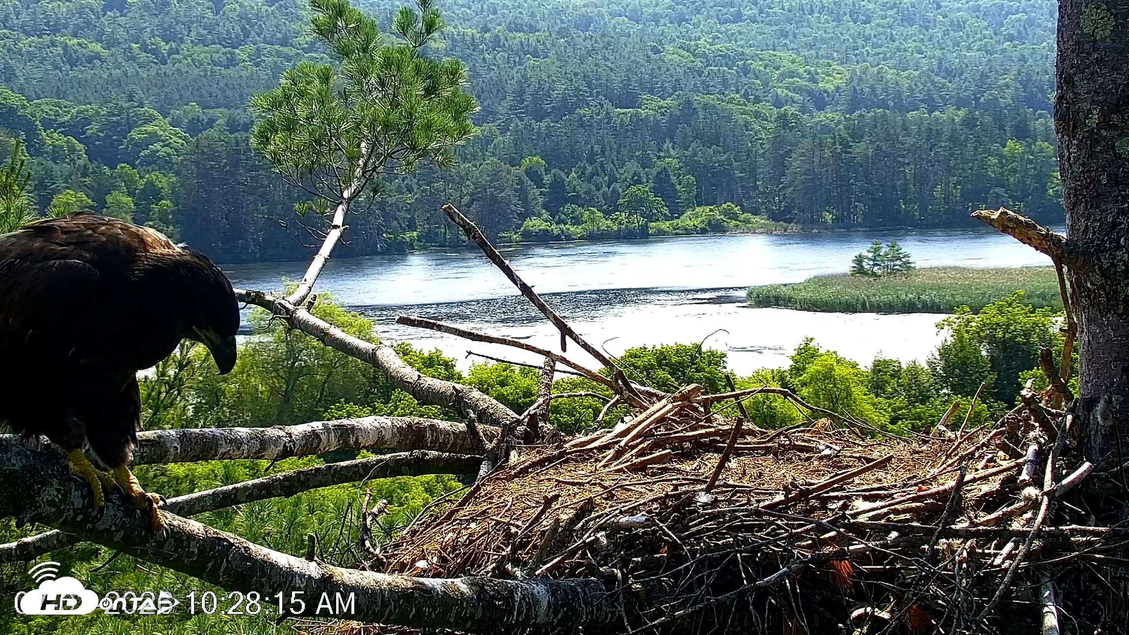 Snapshot of VINS Bald Eagles Nest Live Cams taken Jul 3, 2026, 10:29am EDT