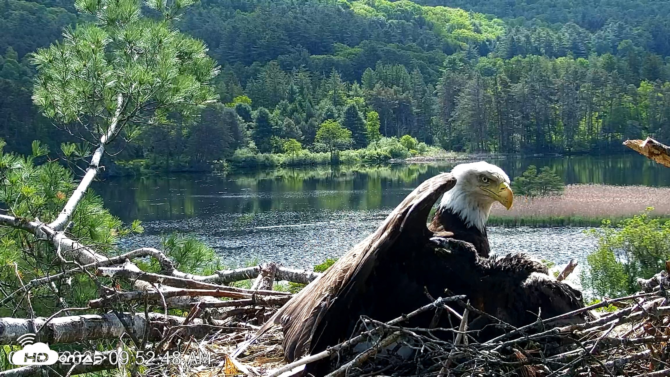 Snapshot of VINS Bald Eagles Nest Live Cams taken Jun 1, 2026, 9:53am EDT
