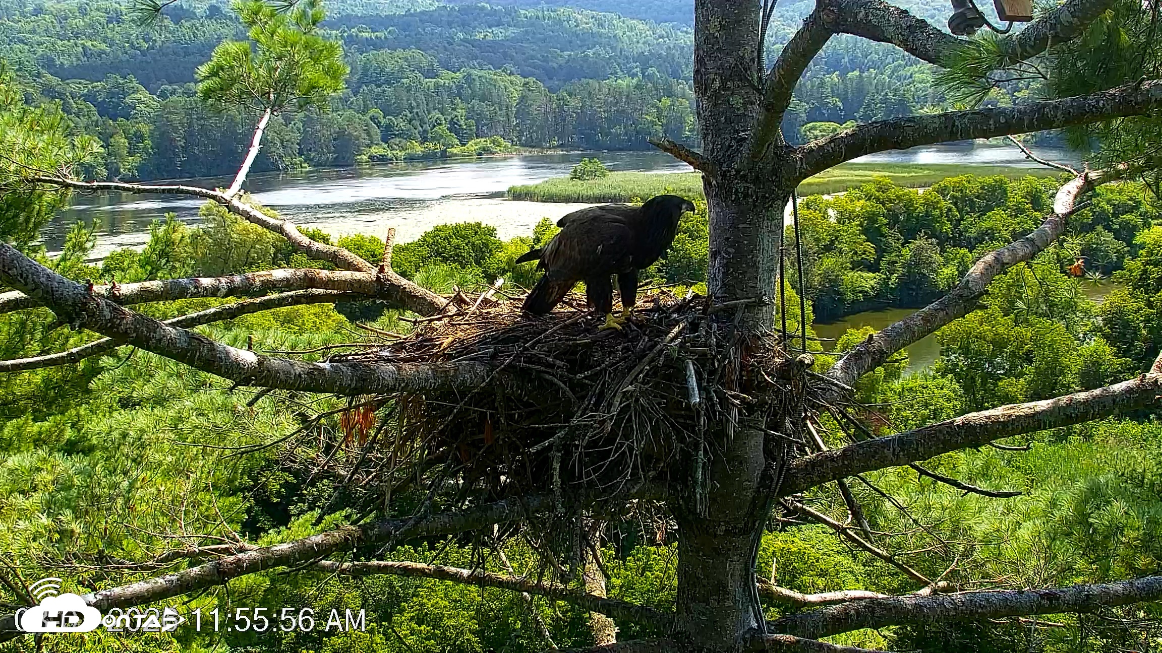 Snapshot of VINS Bald Eagles Nest Live Cams taken Aug 7, 2026, 11:56am EDT