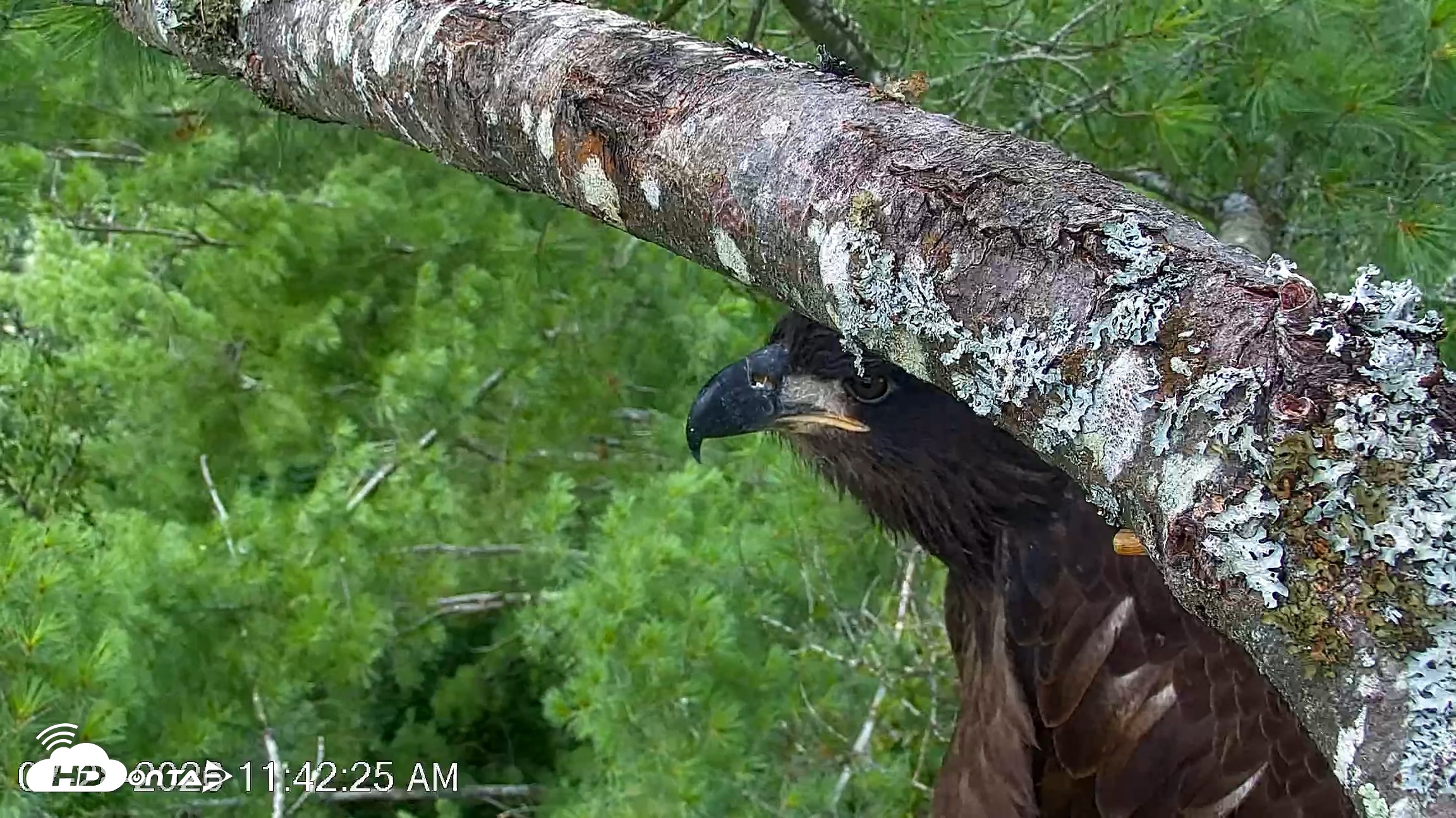 Snapshot of VINS Bald Eagles Nest Live Cams taken Jul 28, 2026, 11:43am EDT