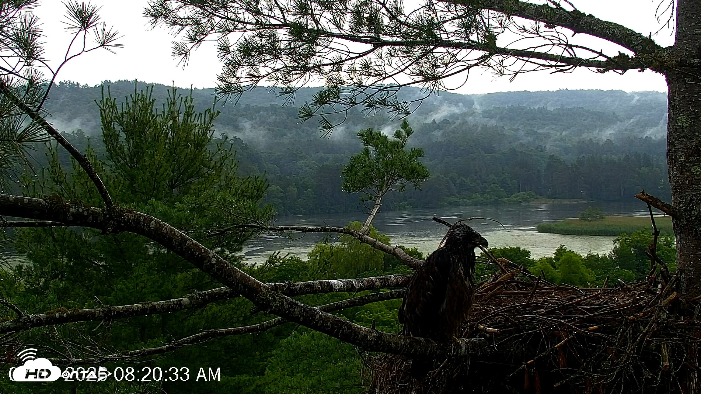 Snapshot of VINS Bald Eagles Nest Live Cams taken Jul 7, 2026, 8:21am EDT