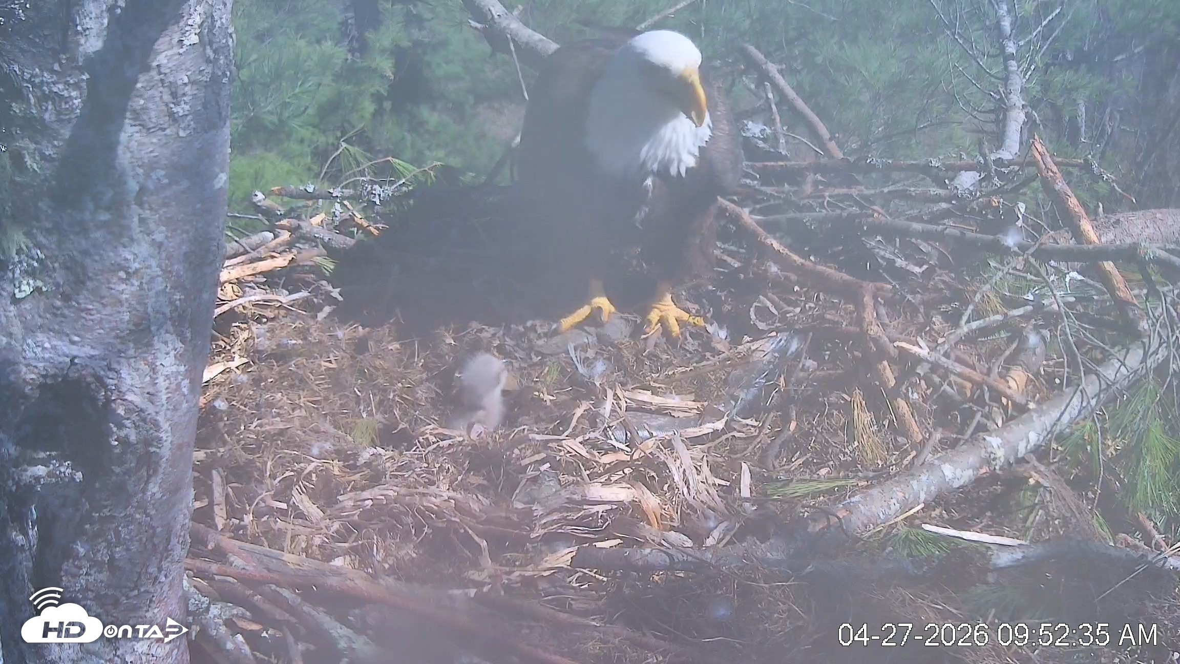 Snapshot of VINS Bald Eagles Nest Live Cams taken Apr 27, 2026, 9:53am EDT