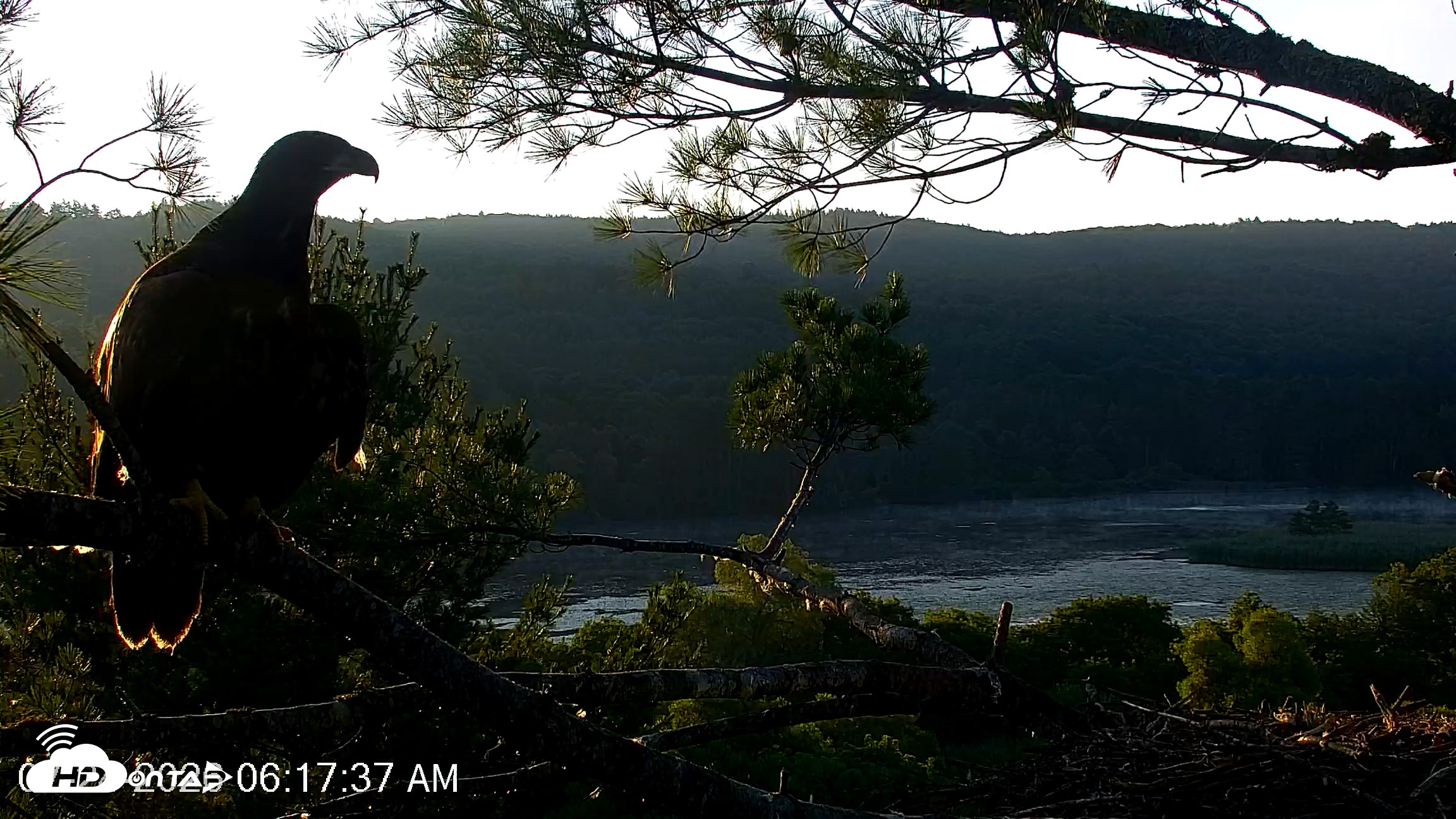 Snapshot of VINS Bald Eagles Nest Live Cams taken Jul 24, 2026, 6:18am EDT