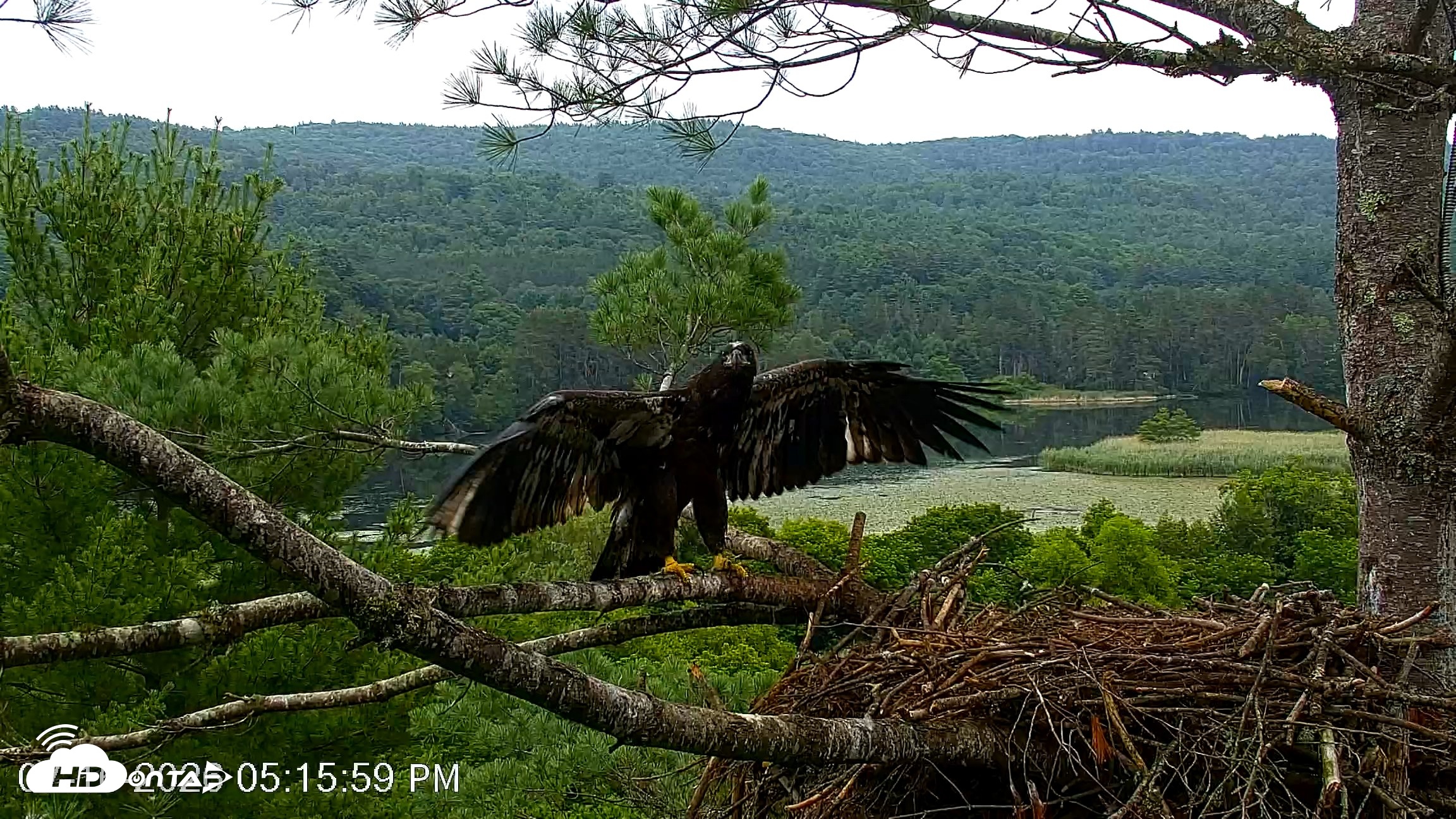 Snapshot of VINS Bald Eagles Nest Live Cams taken Jul 16, 2026, 5:17pm EDT