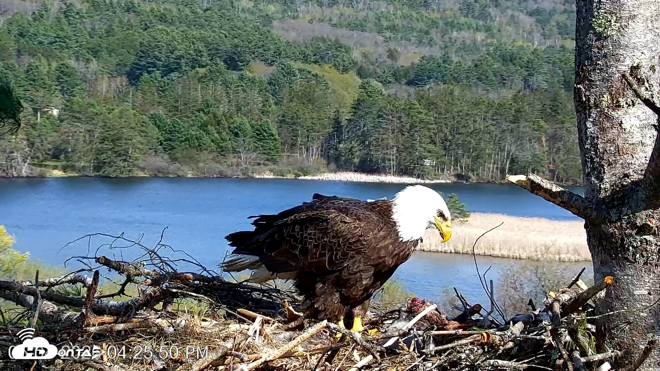 Snapshot of VINS Bald Eagles Nest Live Cams taken May 4, 2026, 4:26pm EDT