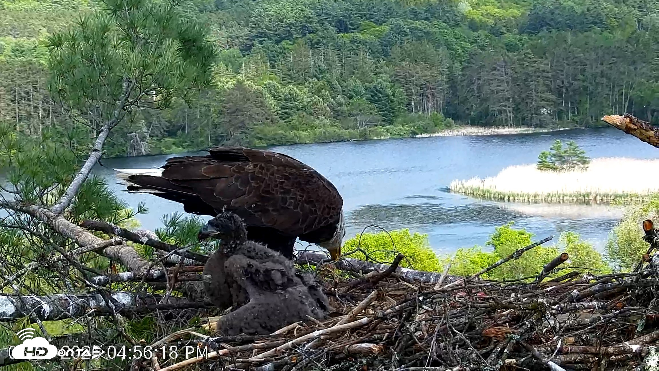 Snapshot of VINS Bald Eagles Nest Live Cams taken May 27, 2026, 4:57pm EDT