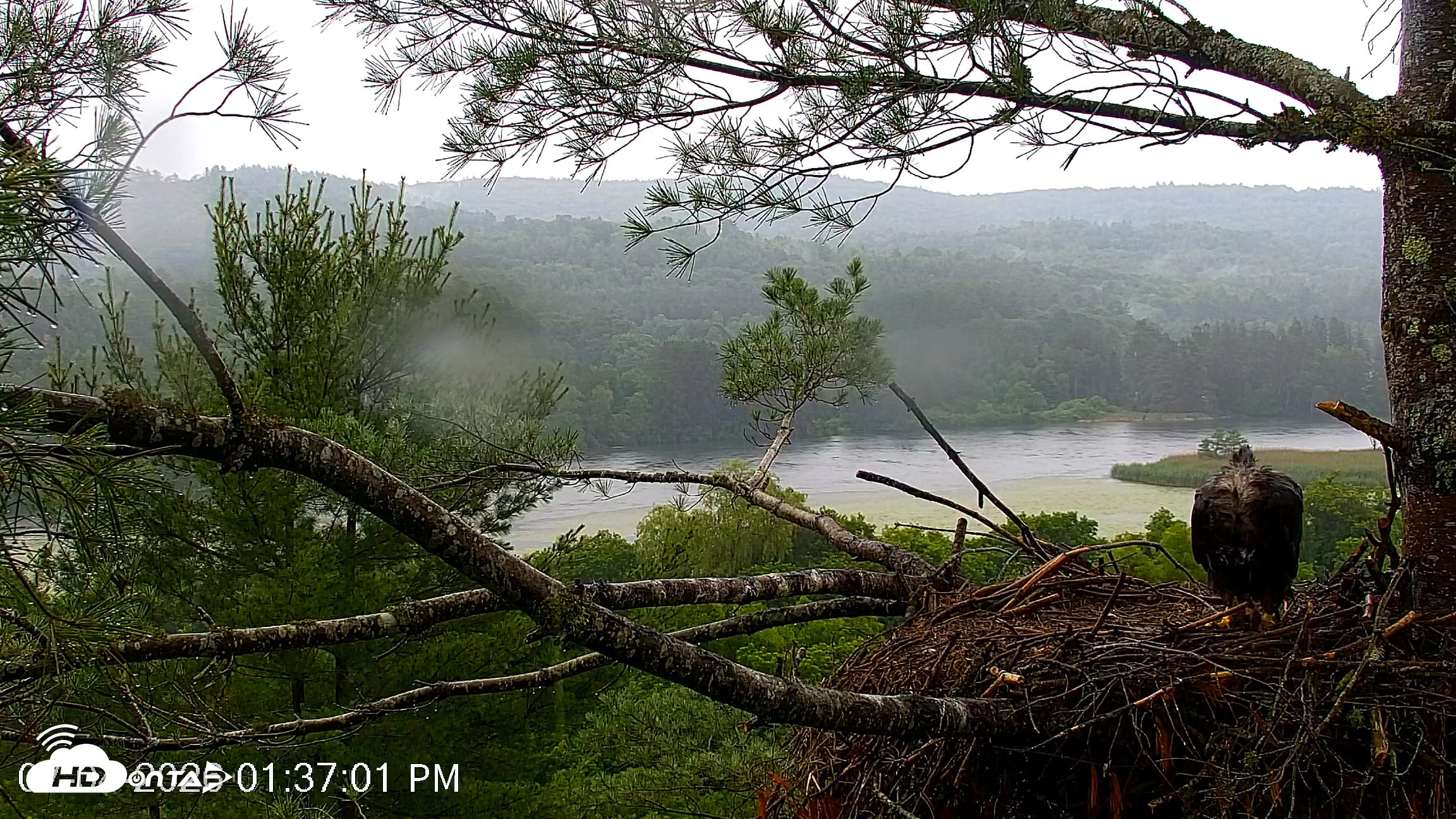 Snapshot of VINS Bald Eagles Nest Live Cams taken Jul 4, 2026, 1:37pm EDT