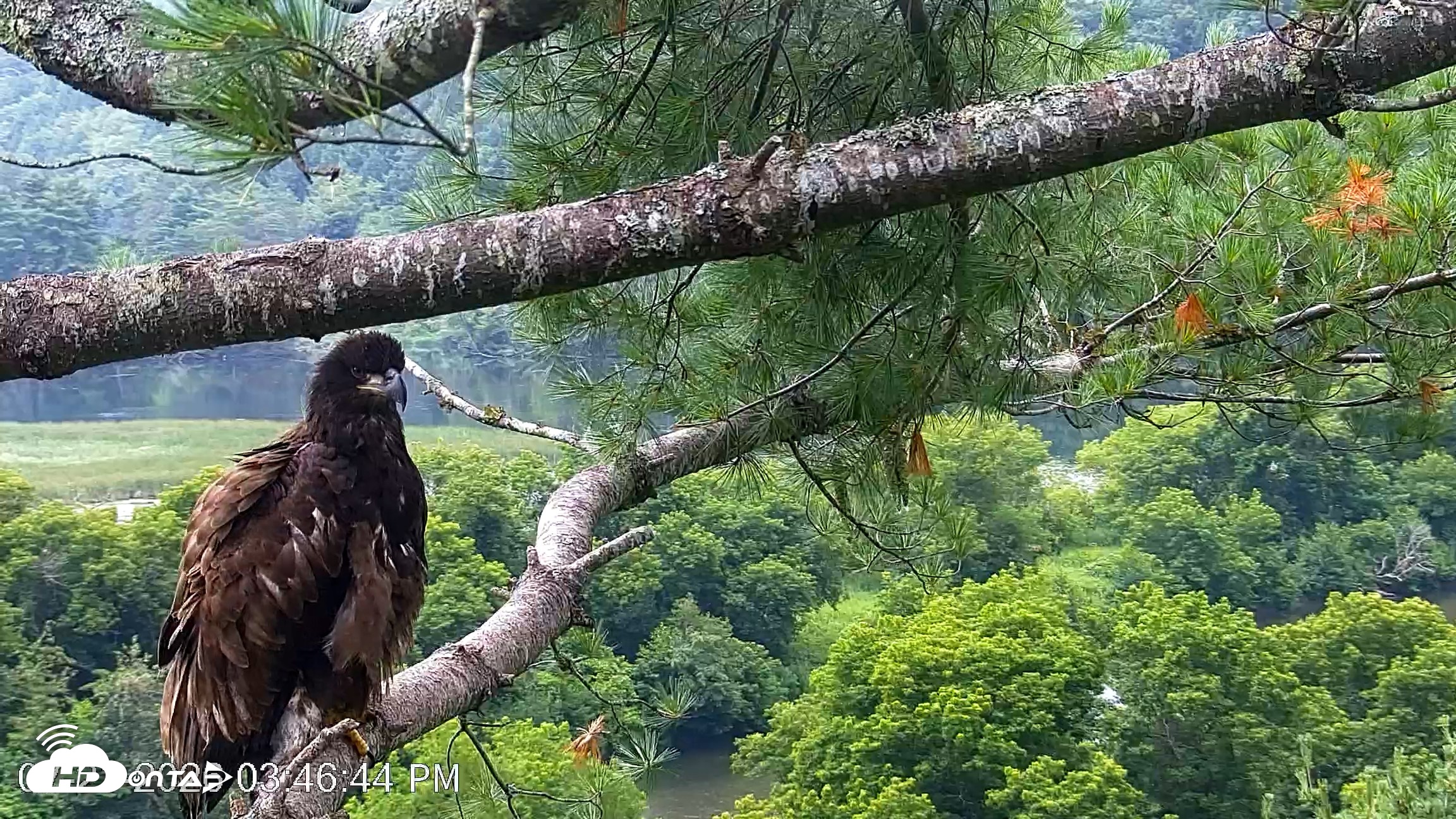 Snapshot of VINS Bald Eagles Nest Live Cams taken Jul 21, 2026, 3:47pm EDT