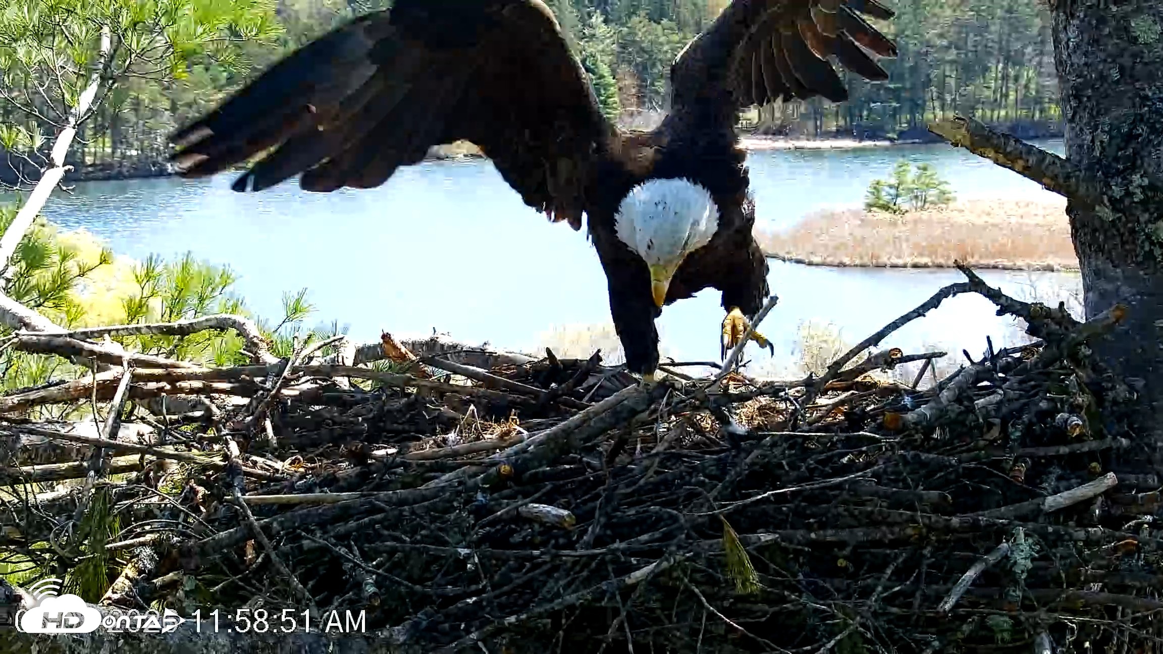 Snapshot of VINS Bald Eagles Nest Live Cams taken May 1, 2026, 11:59am EDT