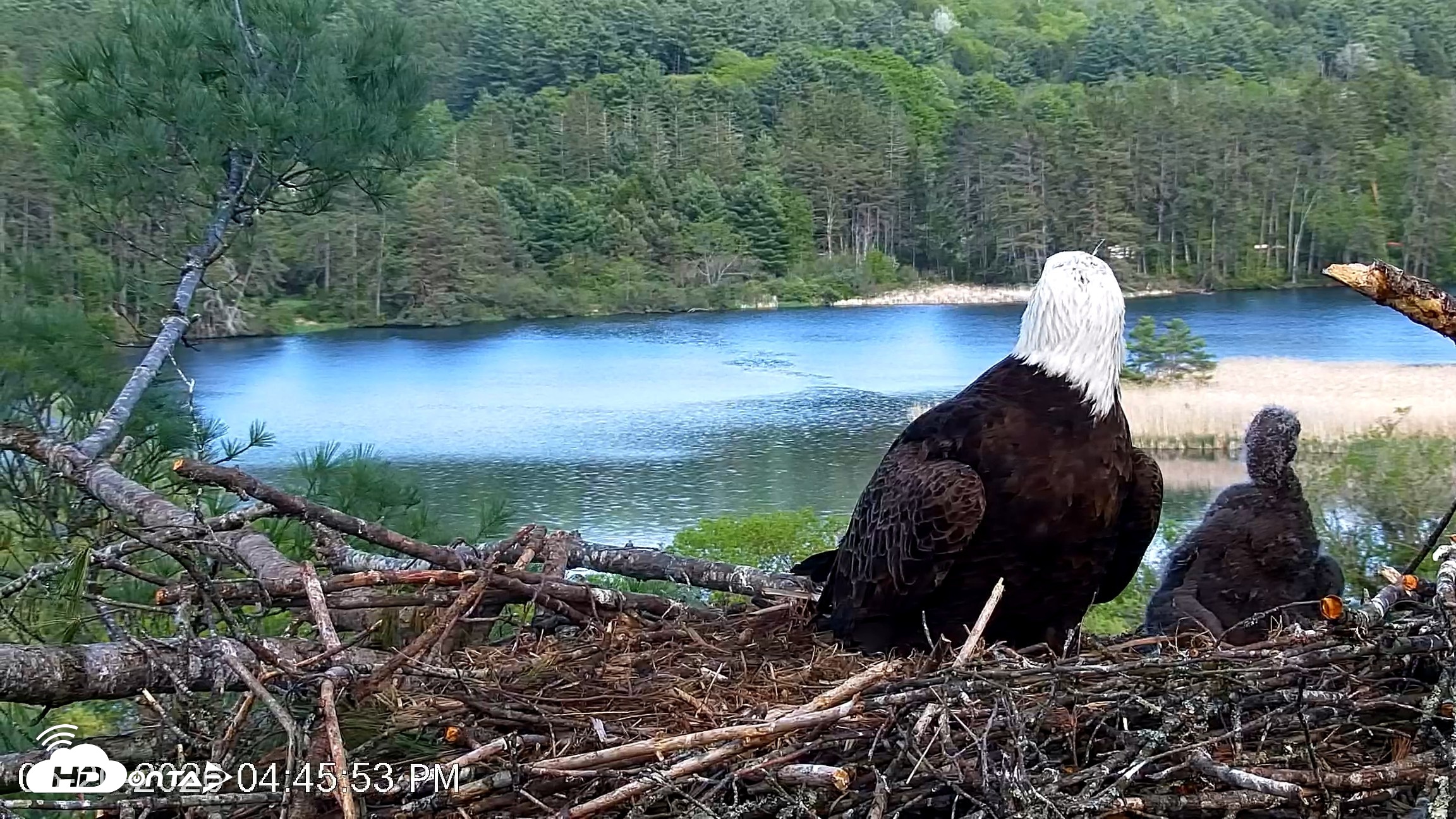Snapshot of VINS Bald Eagles Nest Live Cams taken May 20, 2026, 4:46pm EDT