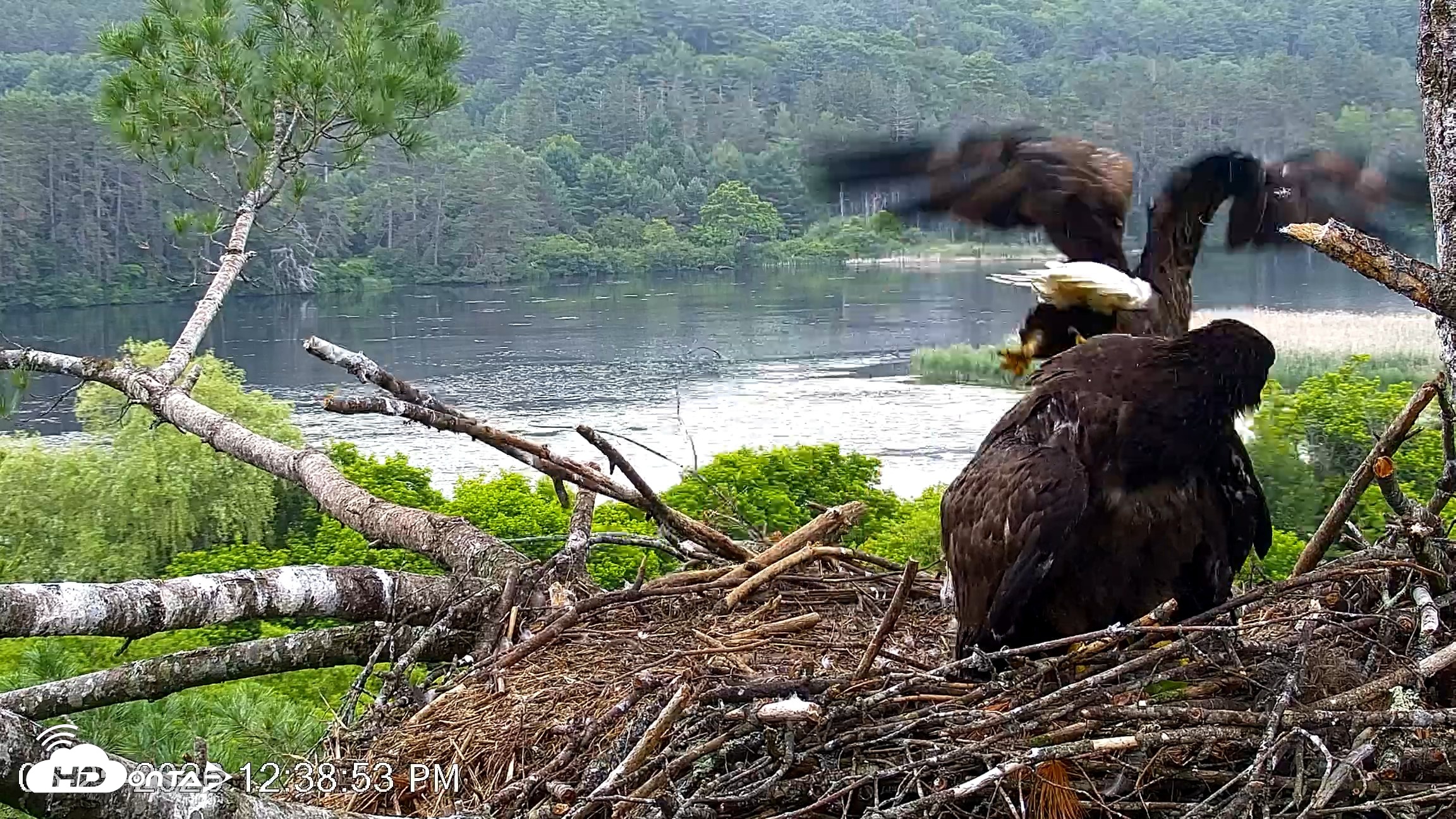 Snapshot of VINS Bald Eagles Nest Live Cams taken Jun 25, 2026, 12:40pm EDT