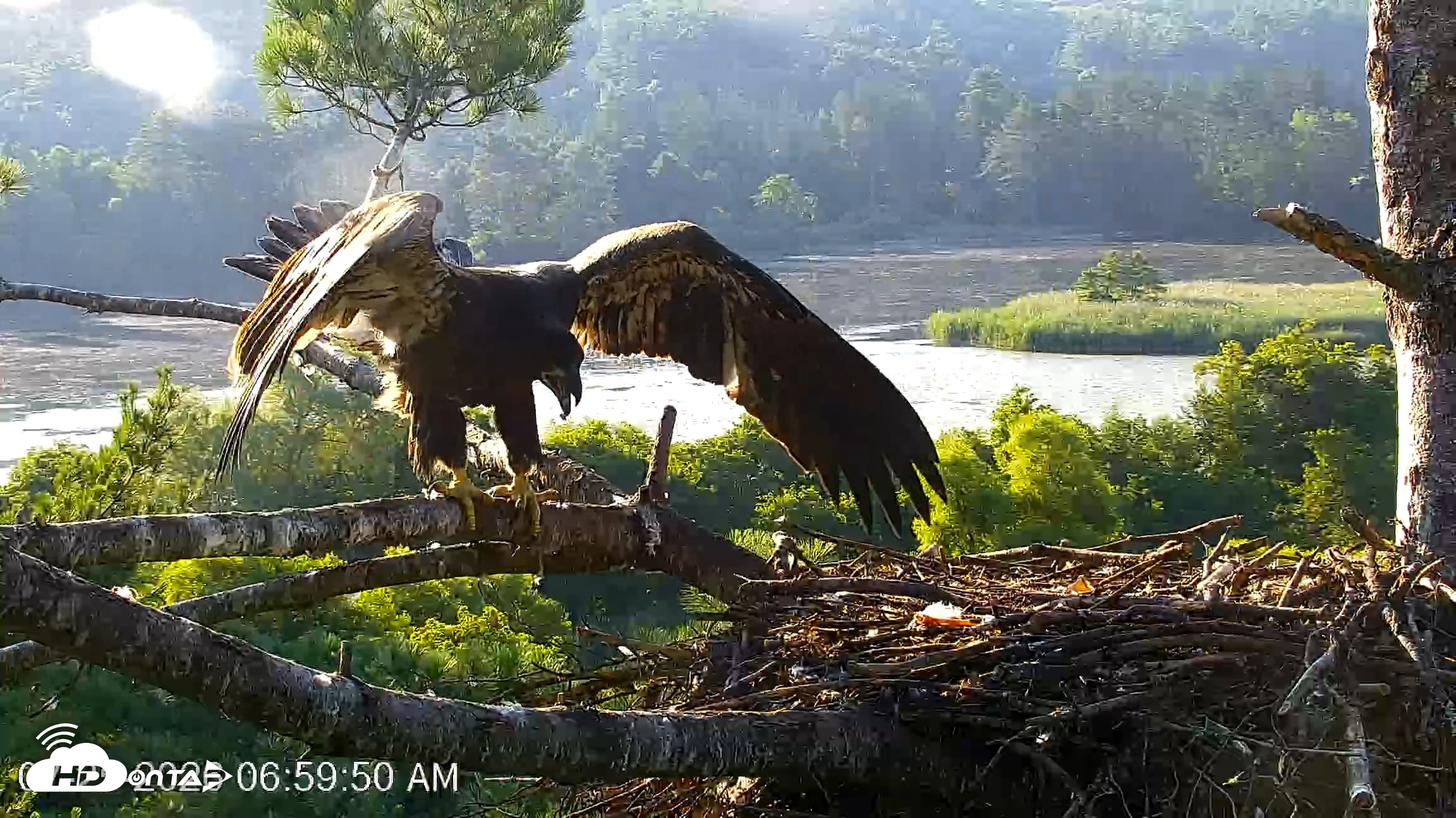 Snapshot of VINS Bald Eagles Nest Live Cams taken Jul 25, 2026, 7:00am EDT