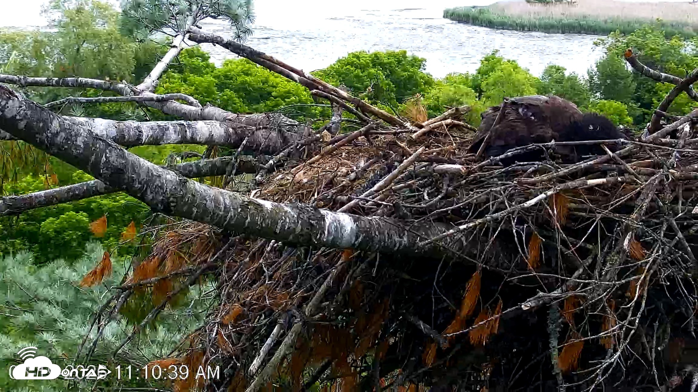 Snapshot of VINS Bald Eagles Nest Live Cams taken Jun 19, 2026, 11:11am EDT