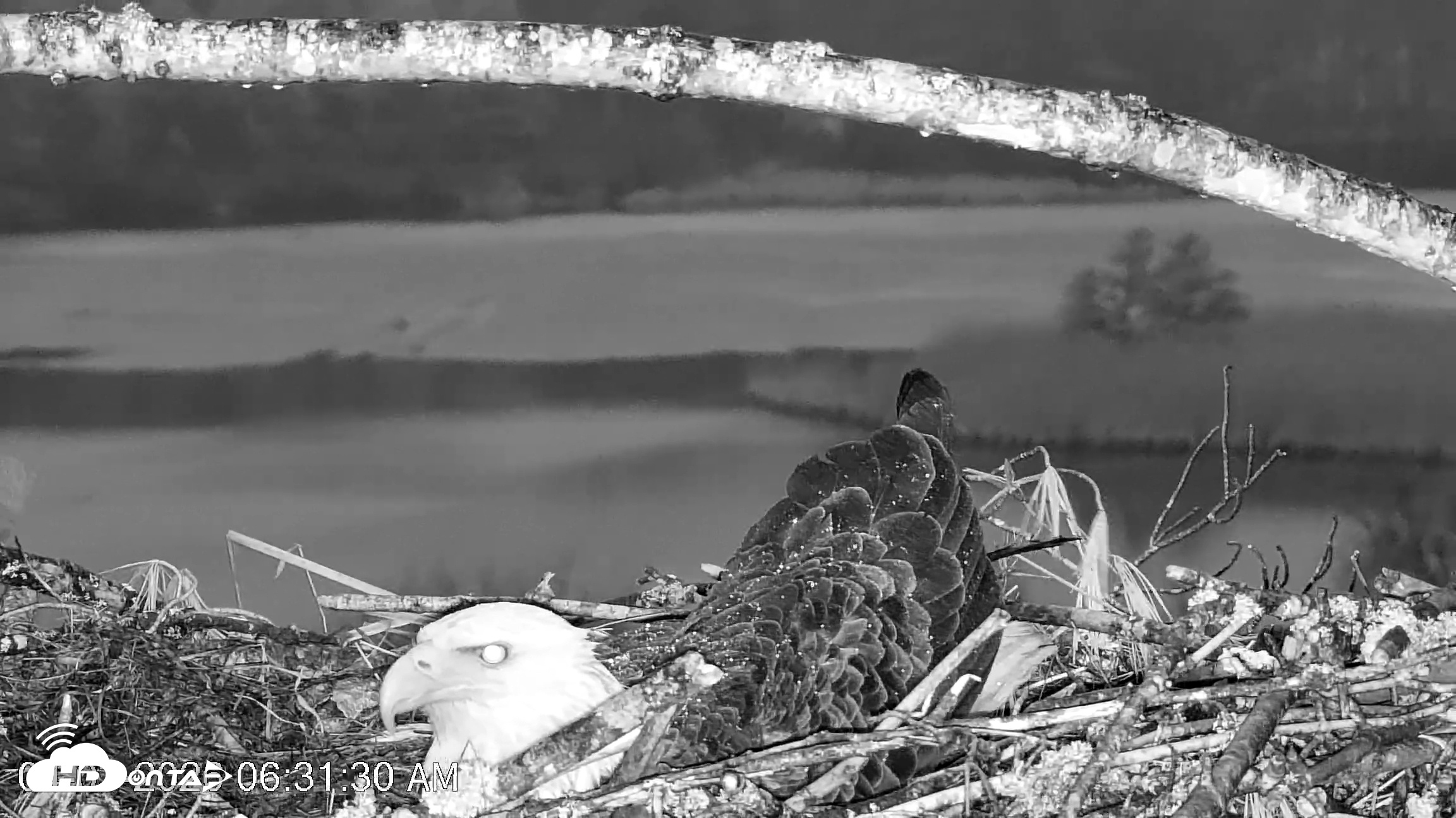 Snapshot of VINS Bald Eagles Nest Live Cams taken Apr 3, 2026, 6:32am EDT