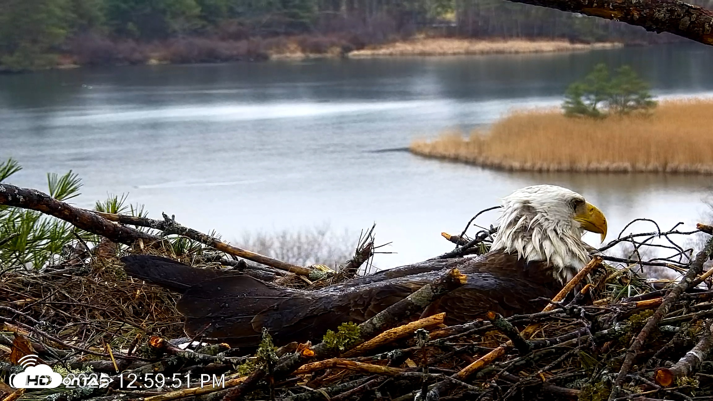 Snapshot of VINS Bald Eagles Nest Live Cams taken Apr 5, 2026, 1:00pm EDT